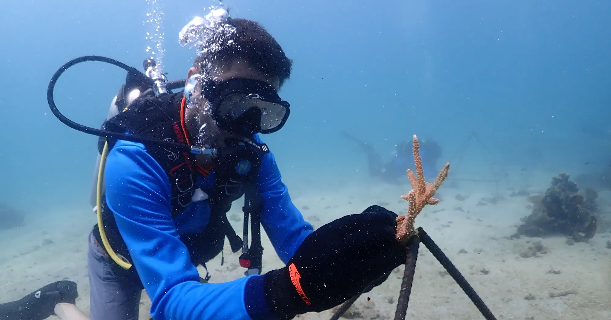 Alotmeant Reef Restoration Project – Simple Life Divers Koh Tao Thailand