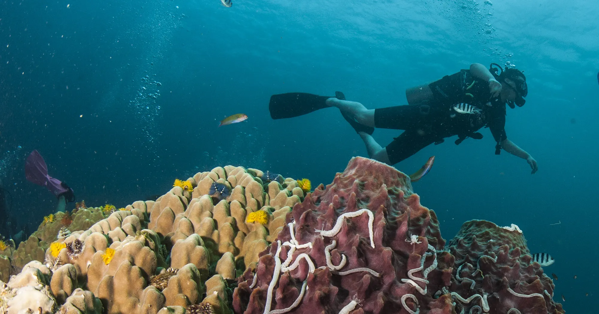 Hard corals and sponge at Aow Mao dive site in Koh Tao