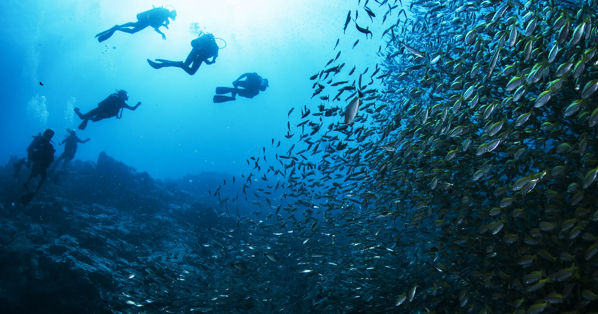Scuba divers at Chumphon Pinnacle dive site near Koh Tao