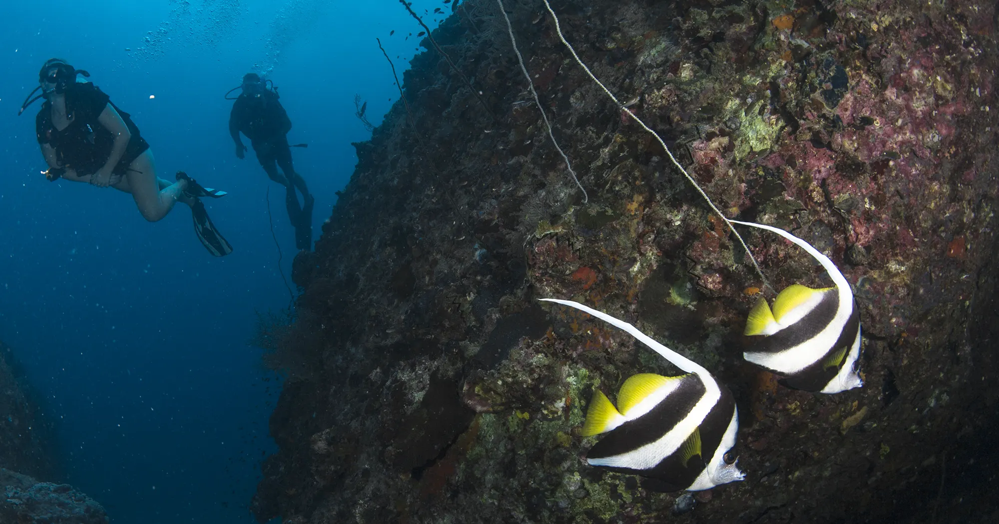 Green Rock dive site in Koh Tao Thailand
