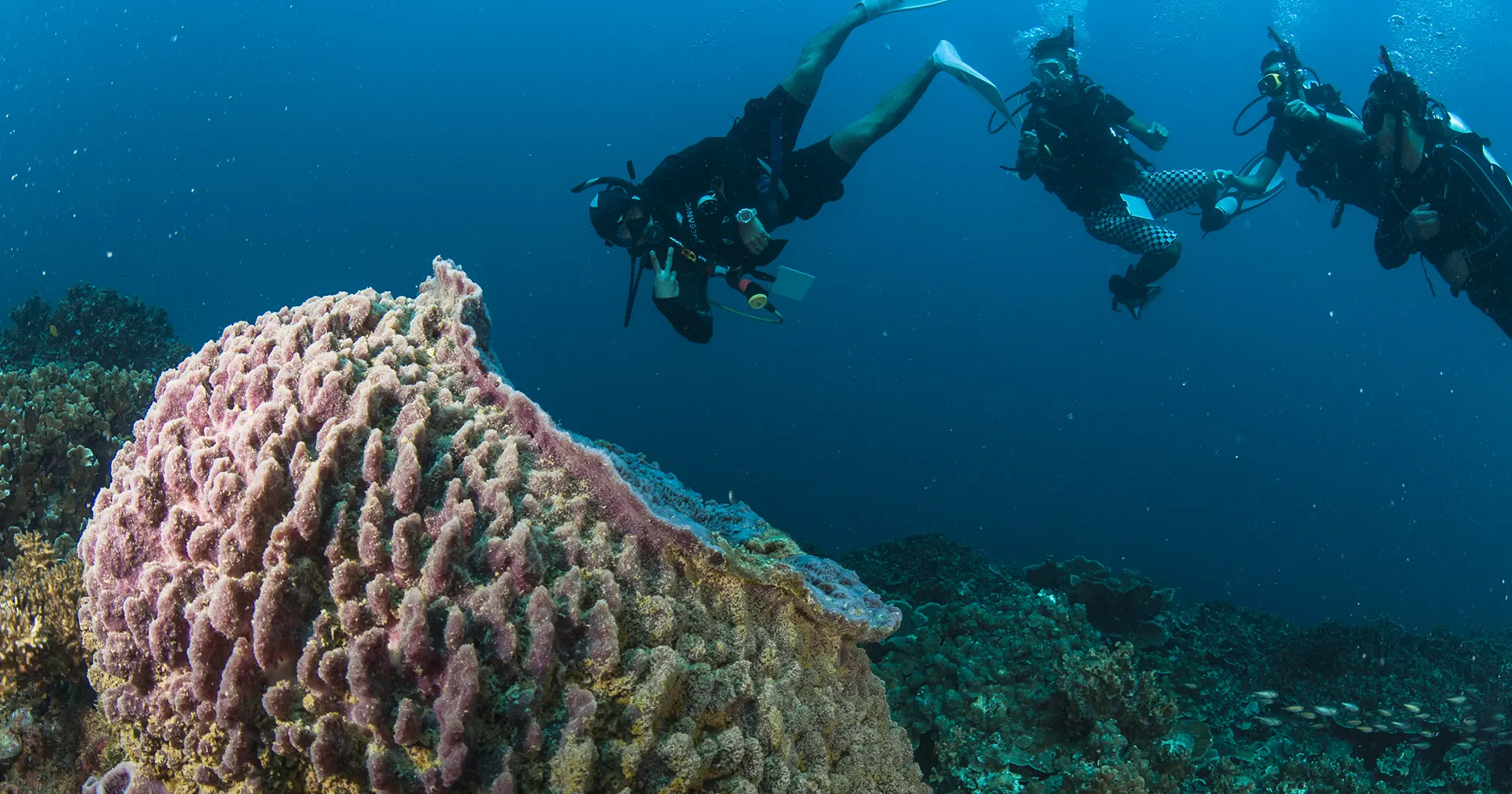 Barrel sponge at Hin Pee Wee dive site near Koh Tao