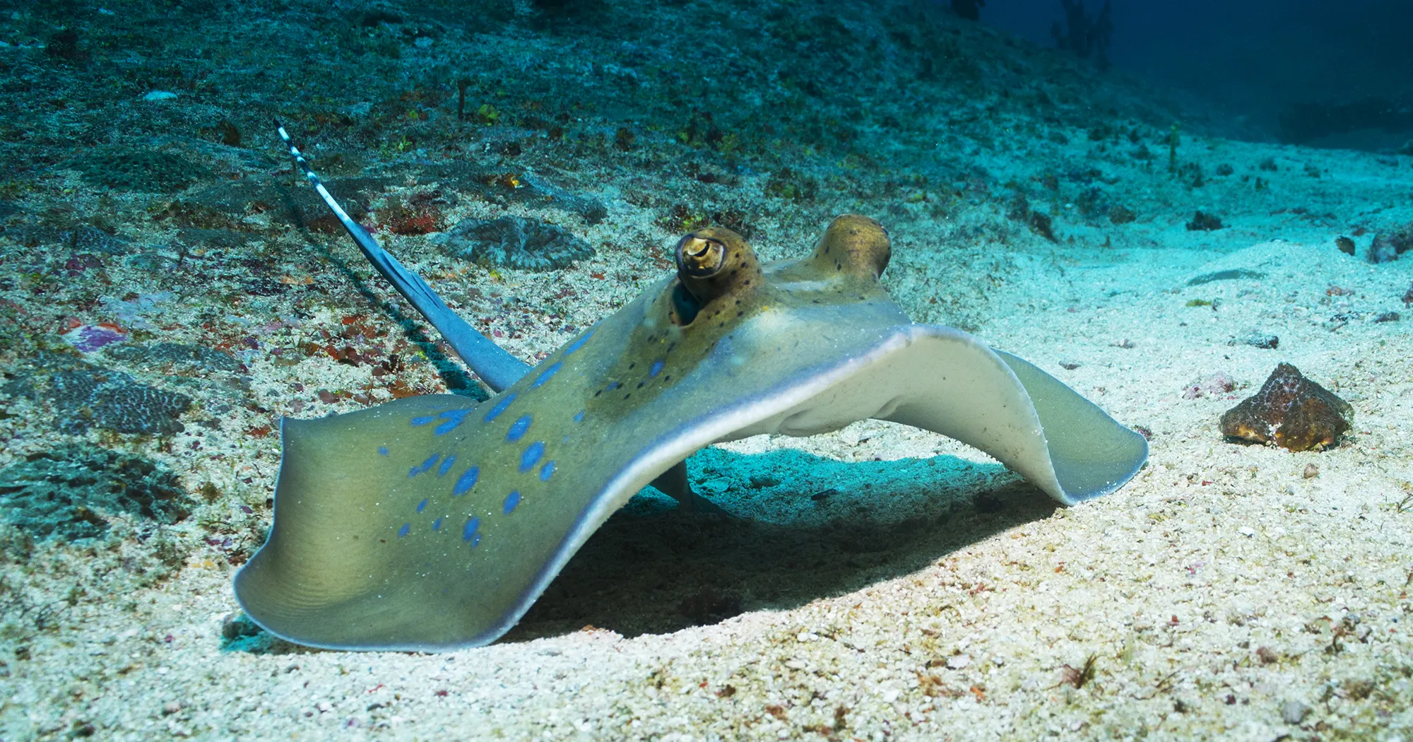 Blue spotted ray at Hin Wong Bay dive site in Koh Tao