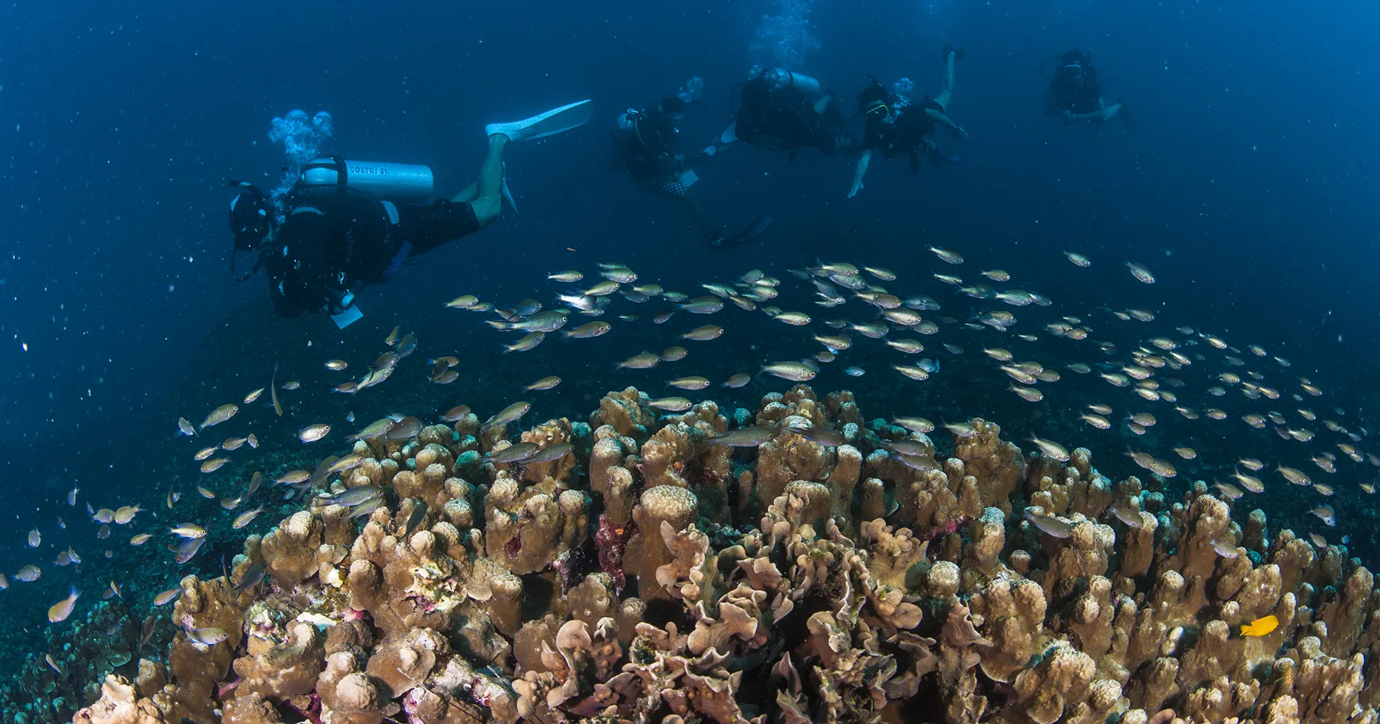 Hard corals at Hin Wong Pinnacle dive site in Koh Tao