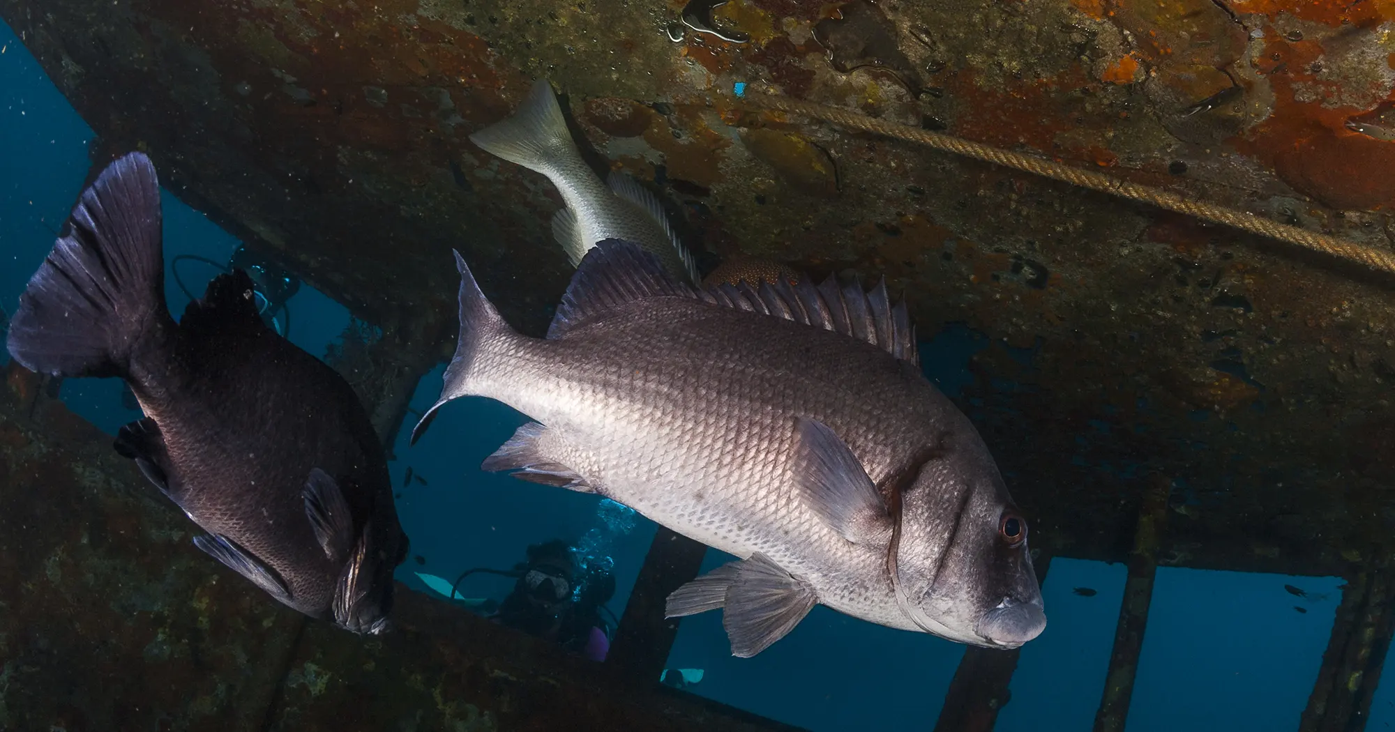 Fish inside Htms Supharin wreck