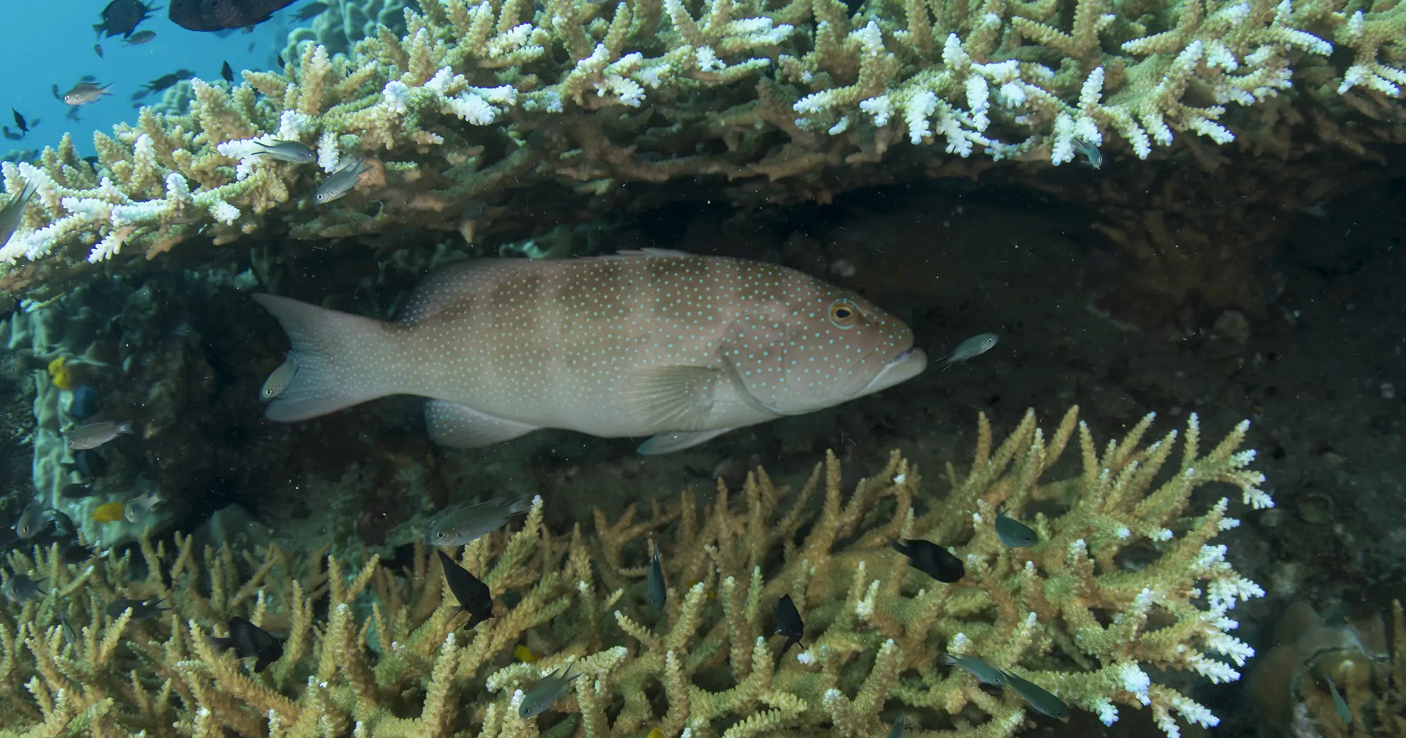 Fish hiding under table coral at Japanese Gardens dive site in Koh Tao
