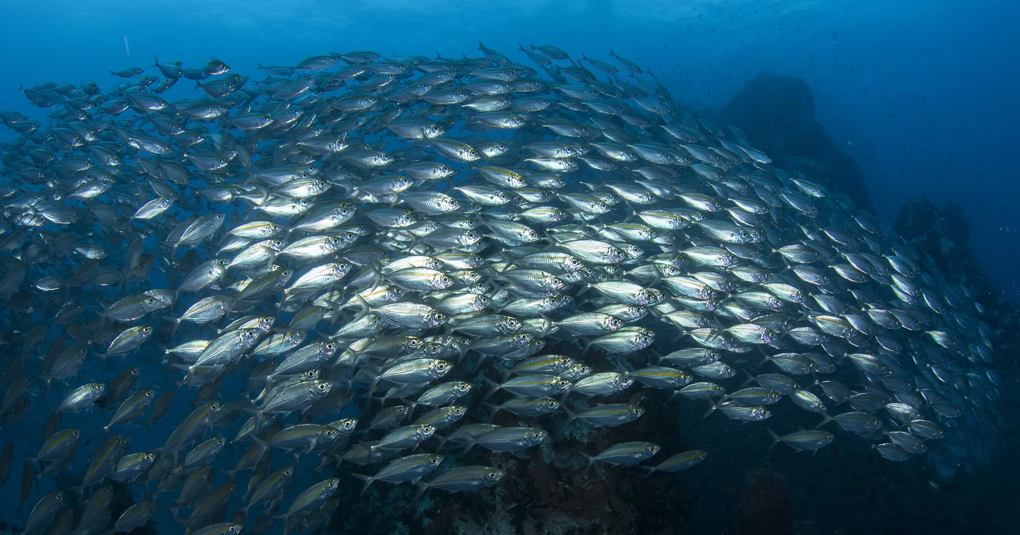 Schooling fish at Laem Thian dive site east of Koh Tao