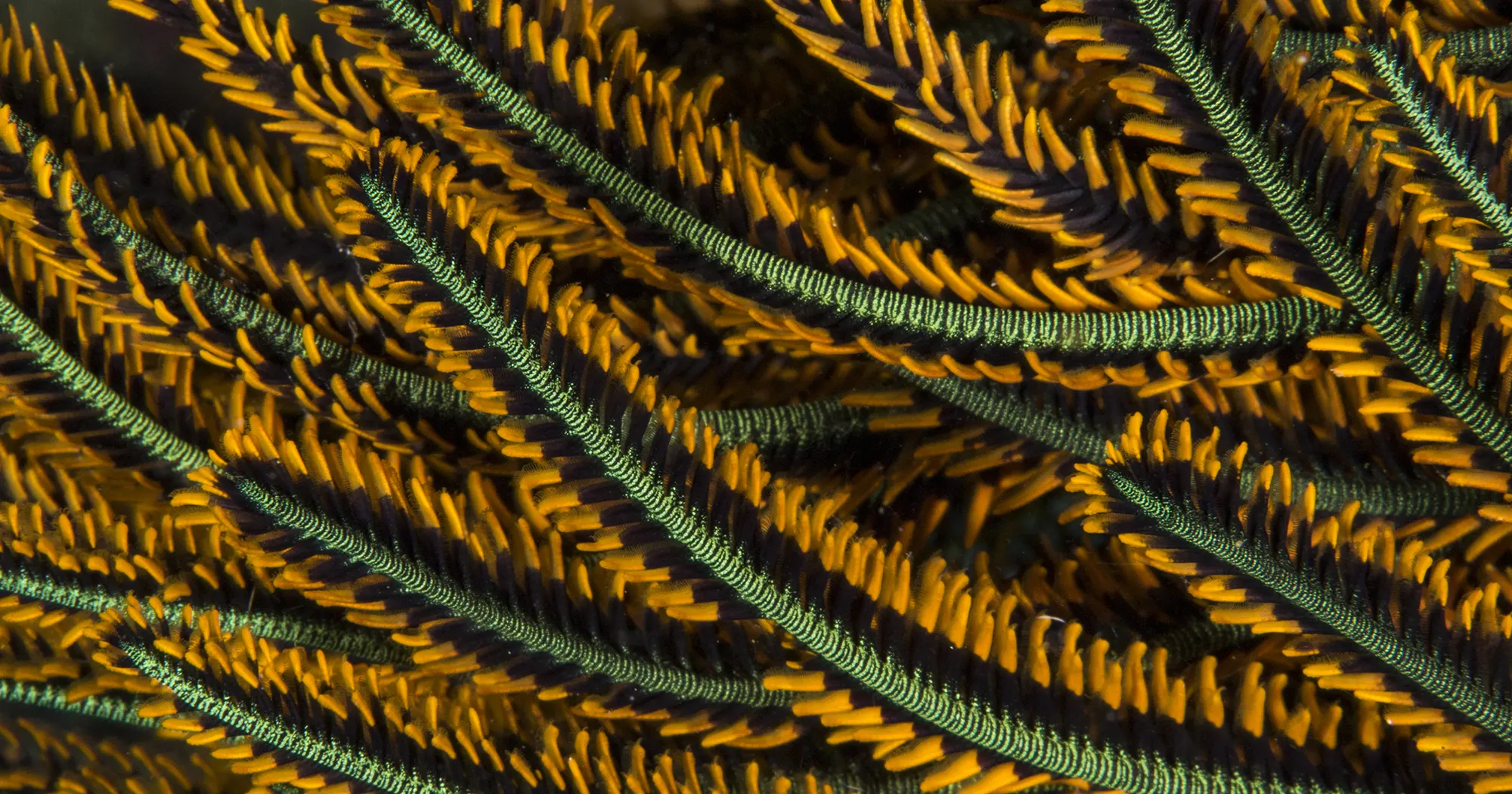 Soft coral at Lighthouse Bay dive site in Koh Tao