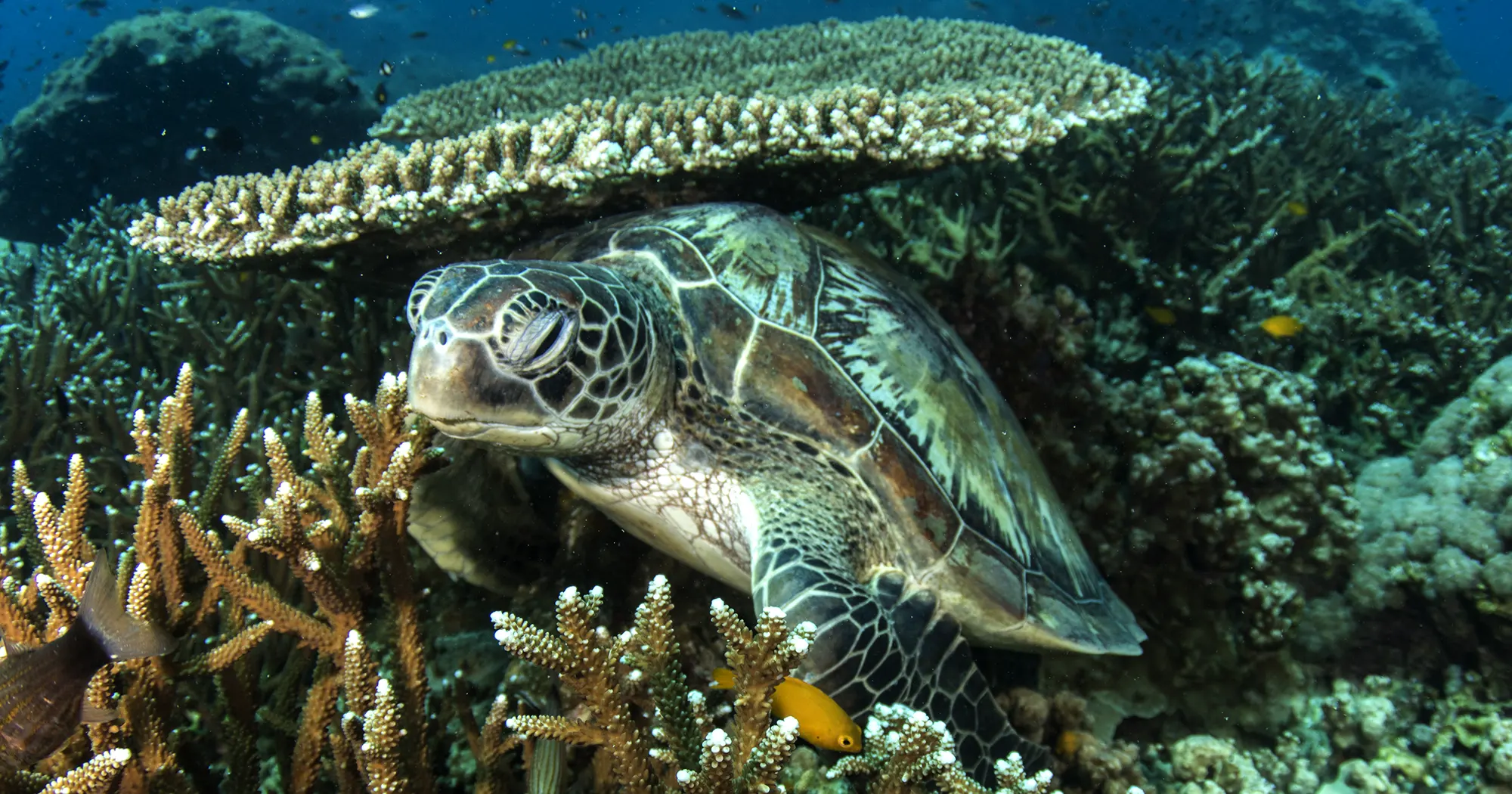 Green turtle at Nangyuan Pinnacle Red Rock dive site near Koh Tao