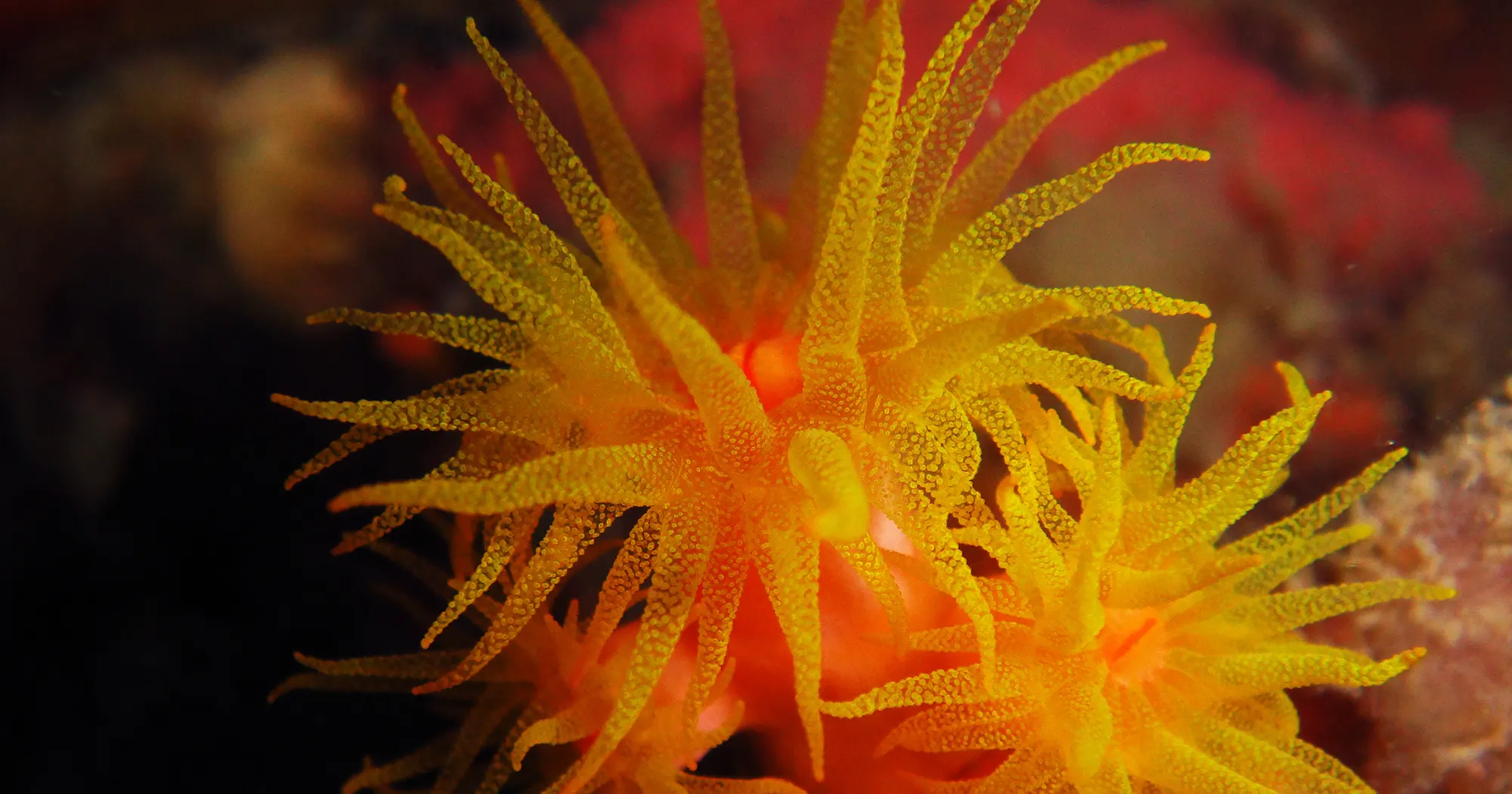Small yellow coral at No name dive site near Koh Tao