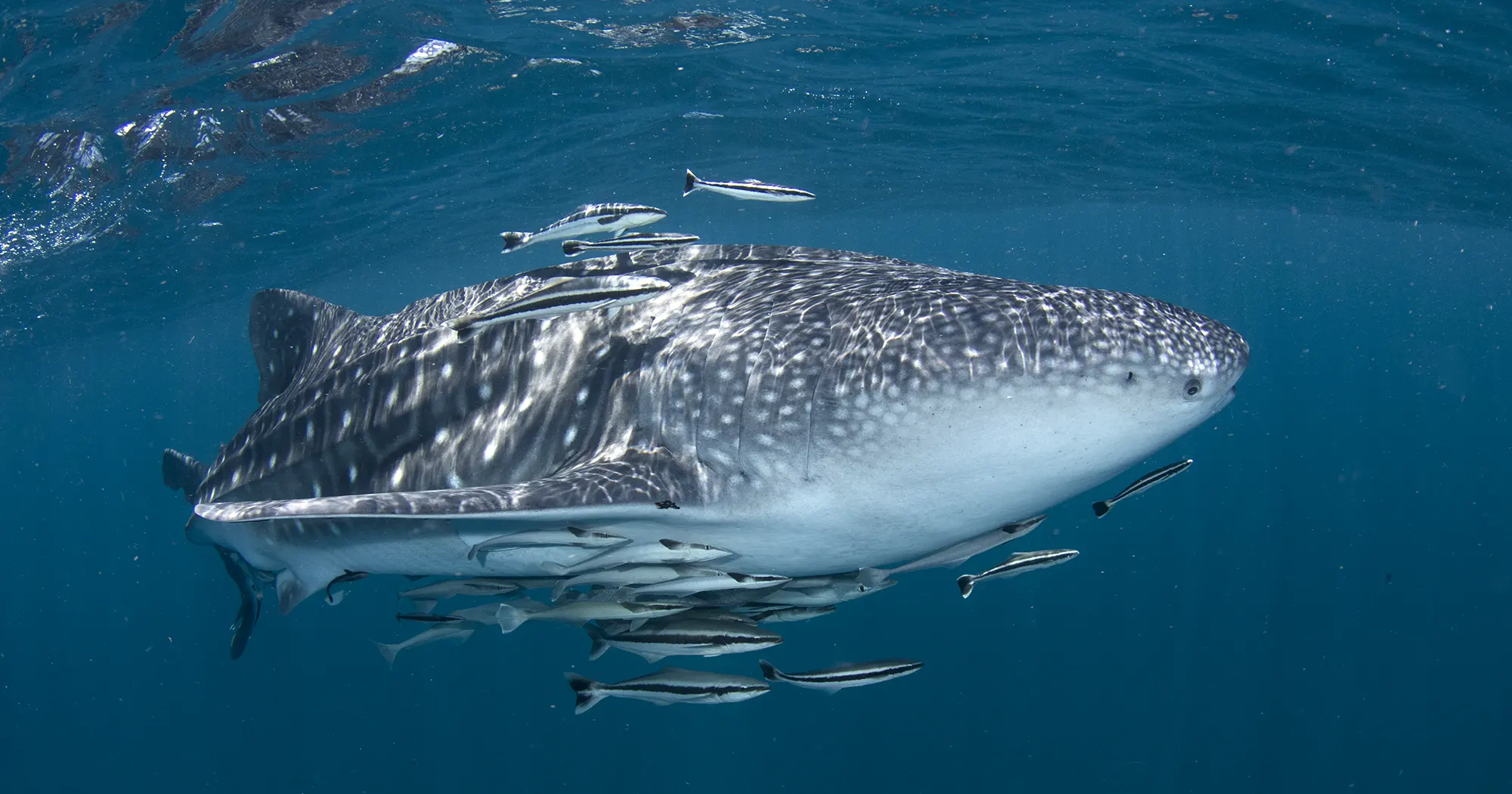 Whale shark at Sail Rock dive site between Koh Tao and Koh Phangan 