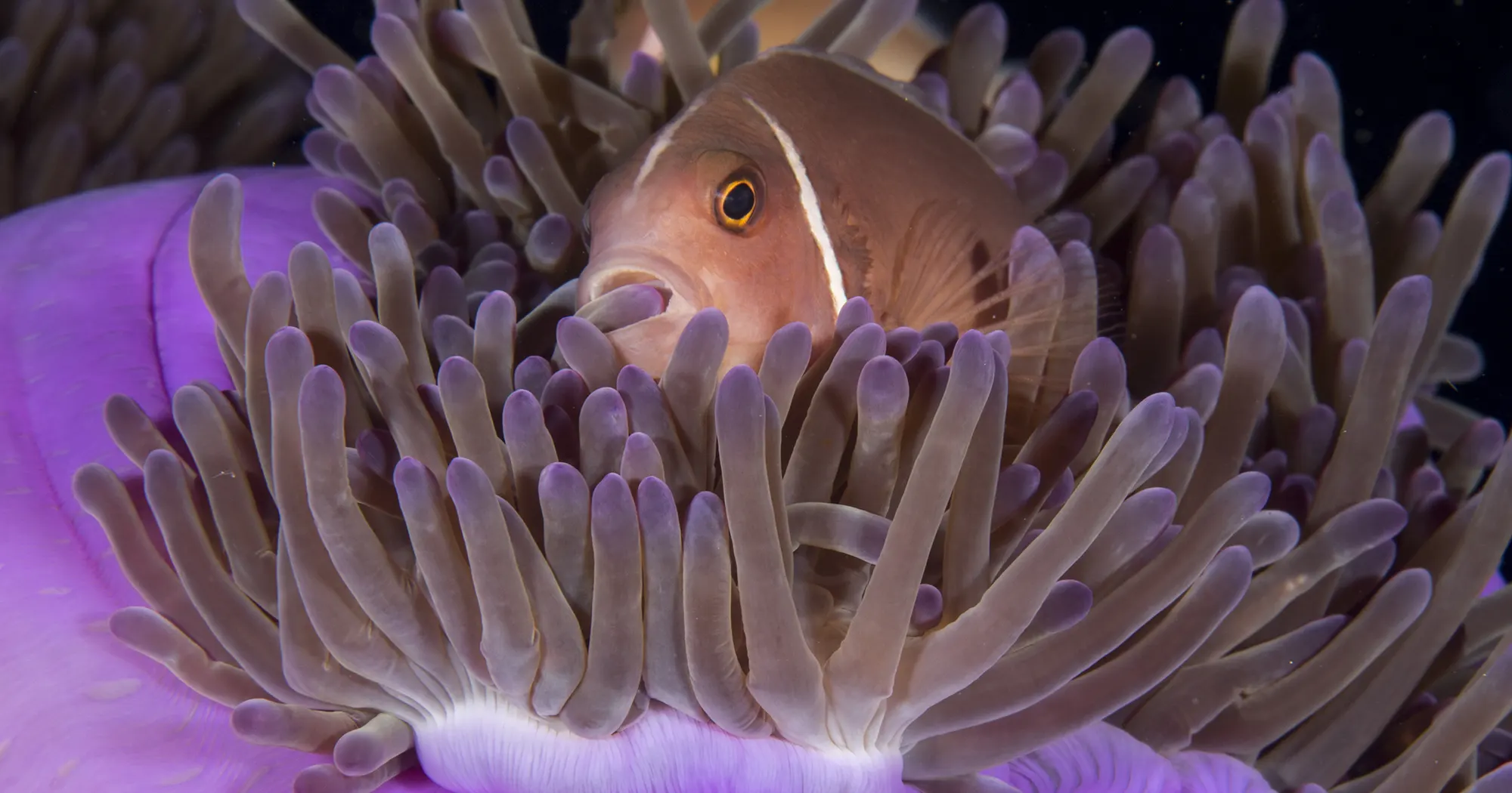 Pink anemone at Southwest Pinnacle dive site in Koh Tao