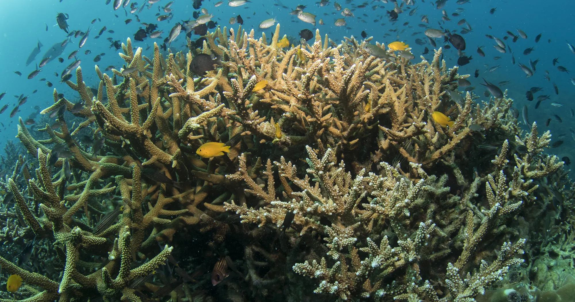 Staghorn coral at Thian Og Shark Bay in the south of Koh Tao