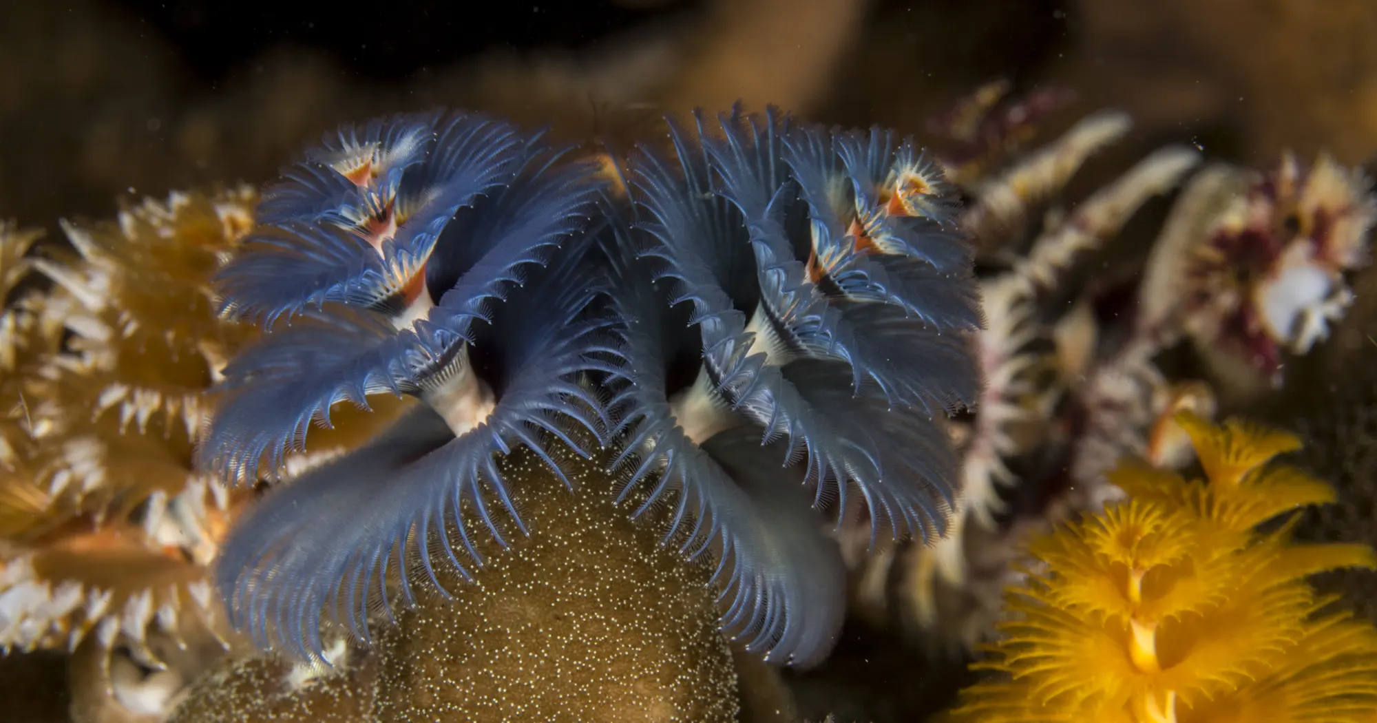 Christmas tree worms at Three Rocks dive site near Koh Tao