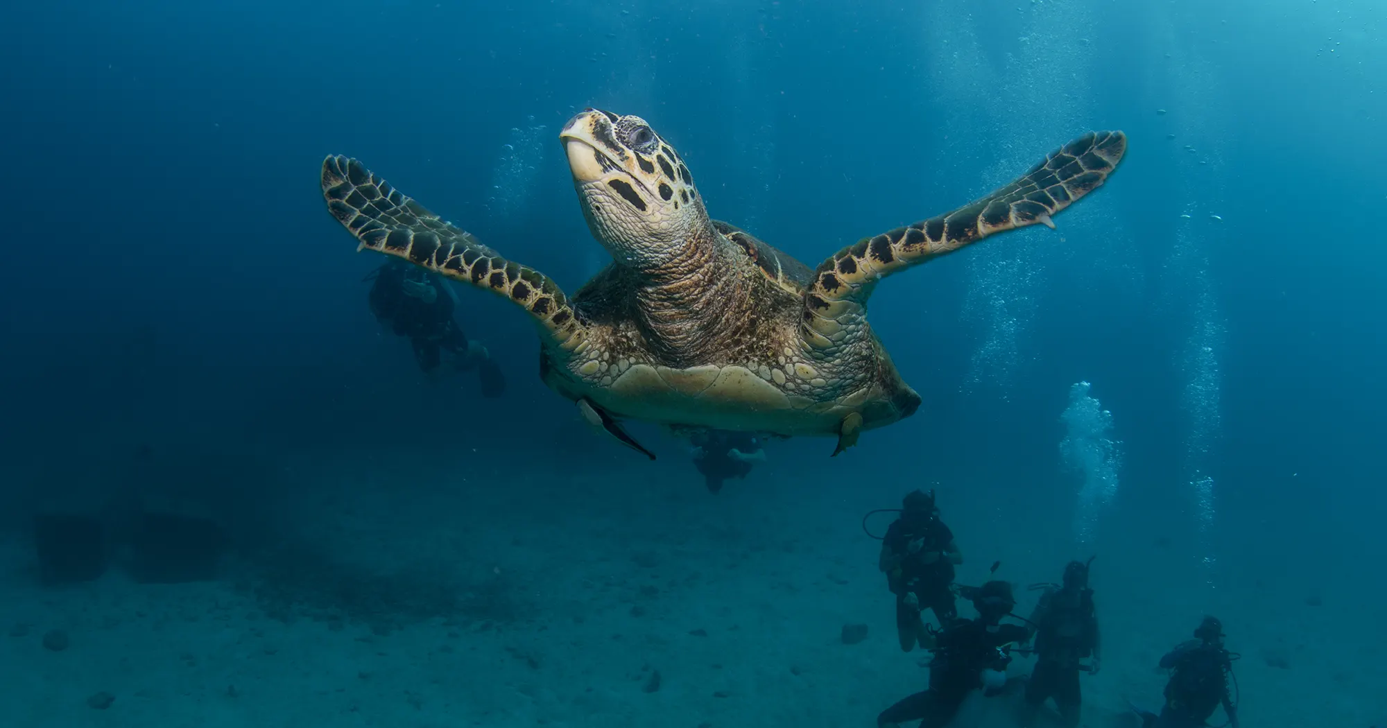 Hawkbill turtle at Twins dive site in Koh Tao