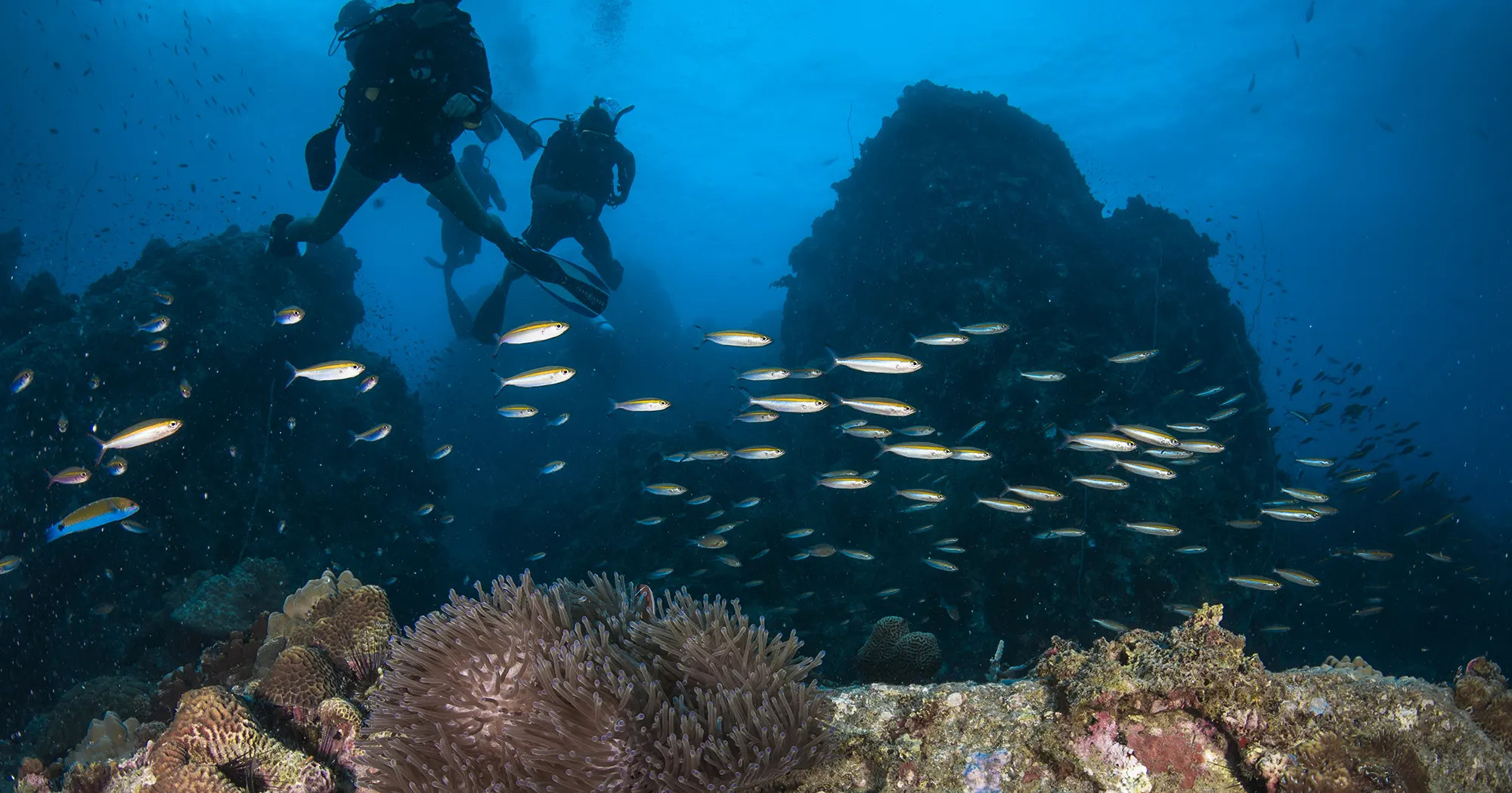 Coral reef and granite boulders at White Rock dive site in Koh Tao