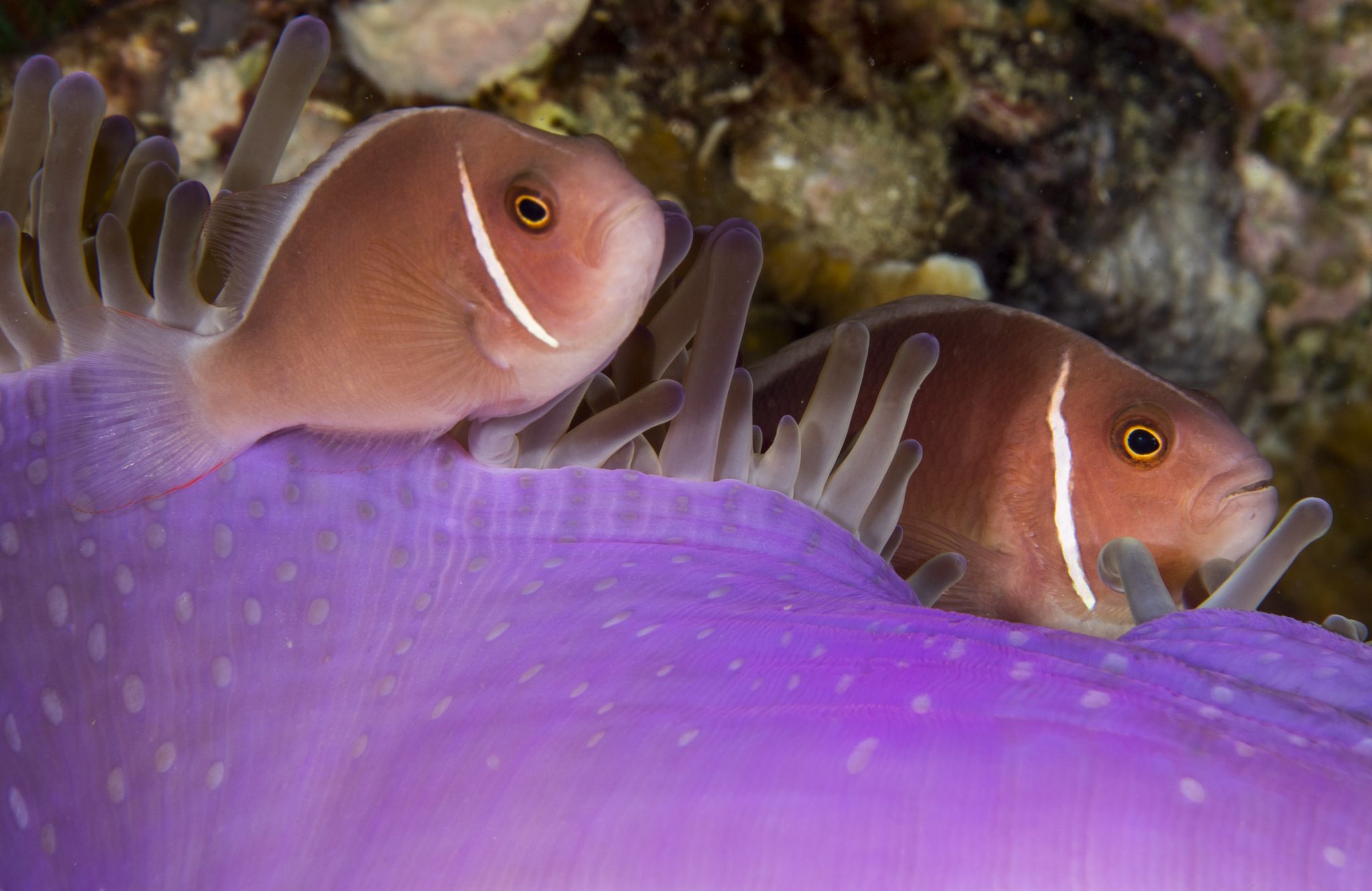 Pink anemone fish in Koh Tao