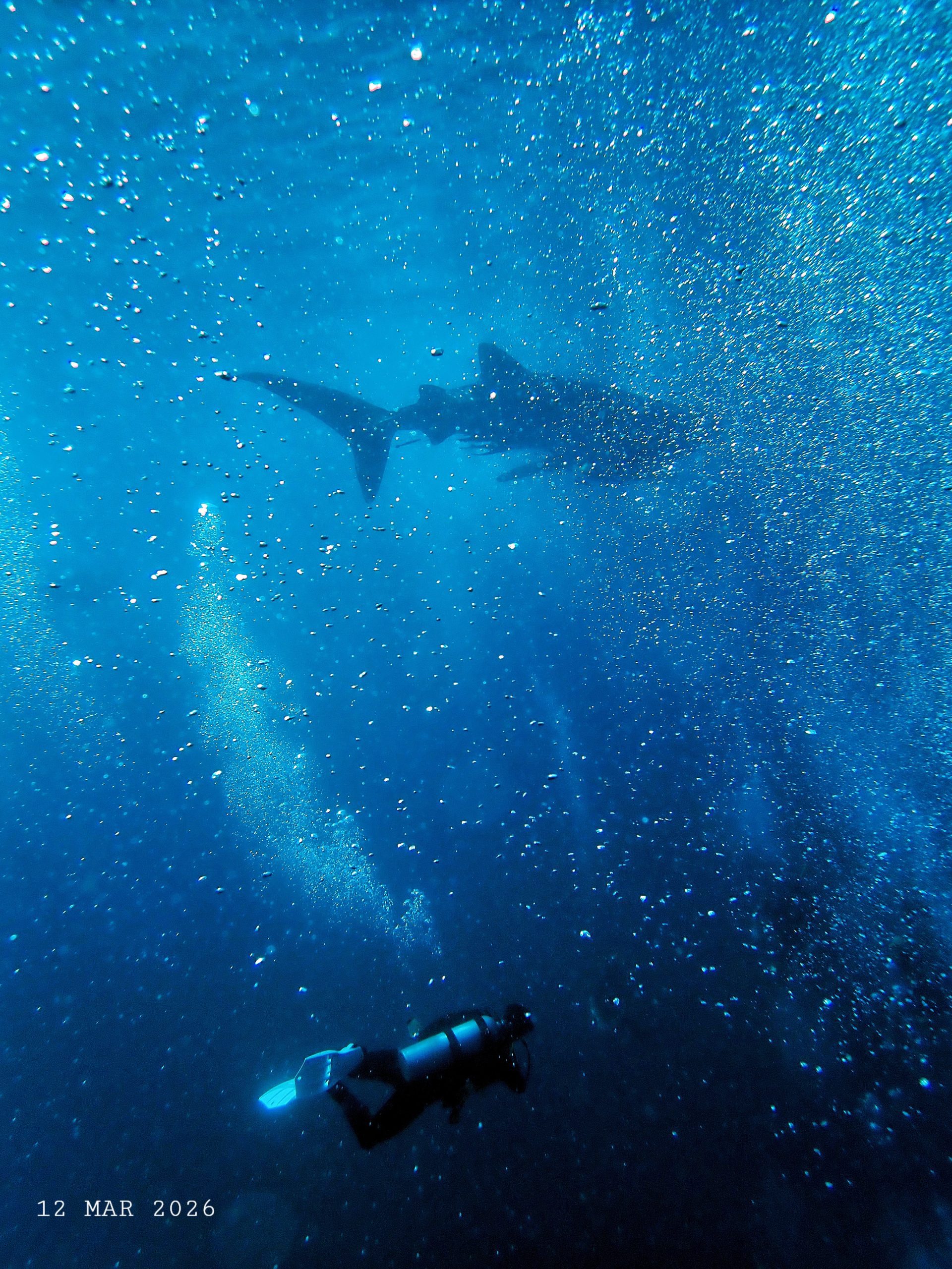 1000056205(1) – Simple Life Divers Koh Tao Thailand