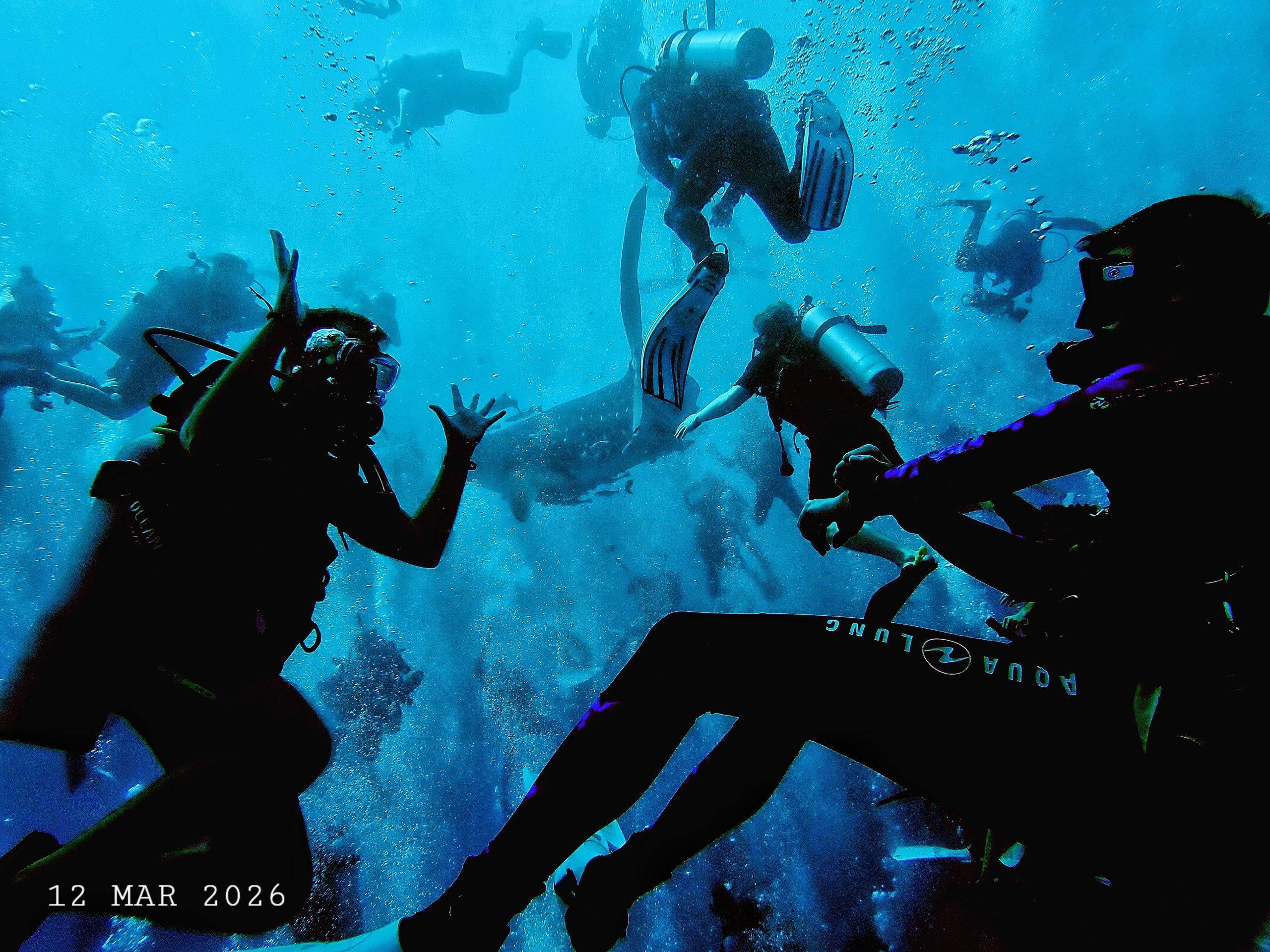 1000056259(1) – Simple Life Divers Koh Tao Thailand