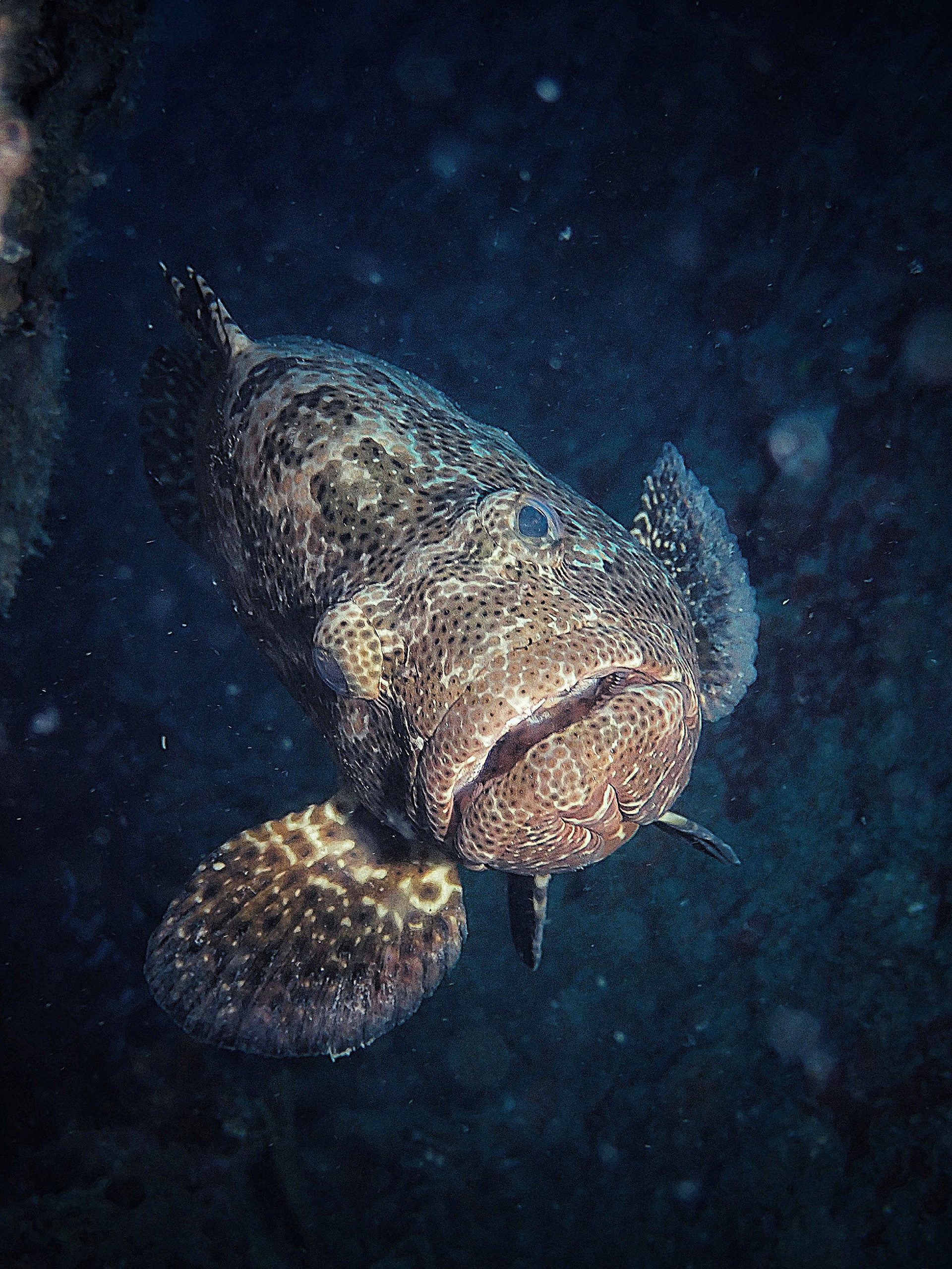 1000058639 – Simple Life Divers Koh Tao Thailand