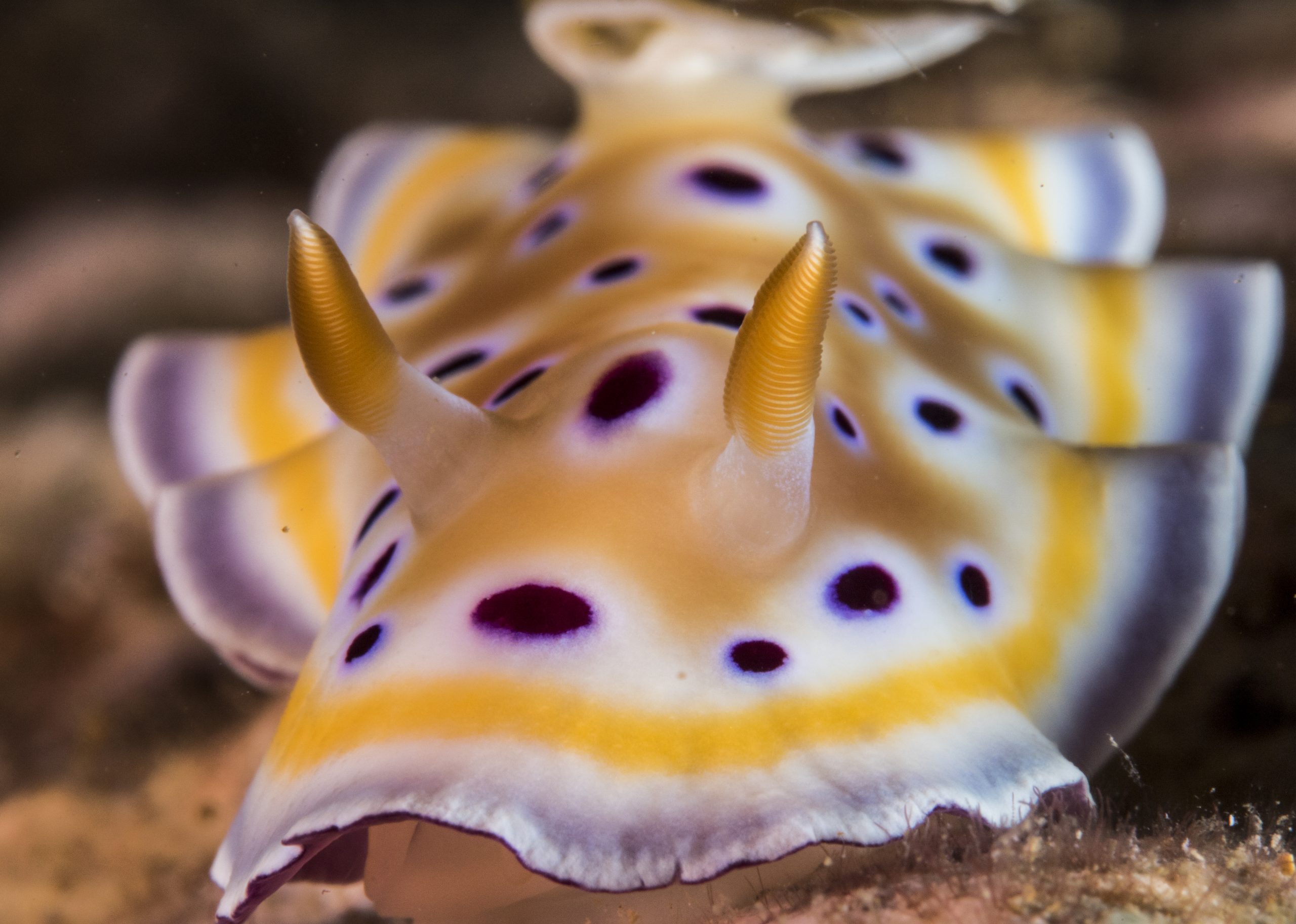 Nudibranch – Simple Life Divers Koh Tao Thailand