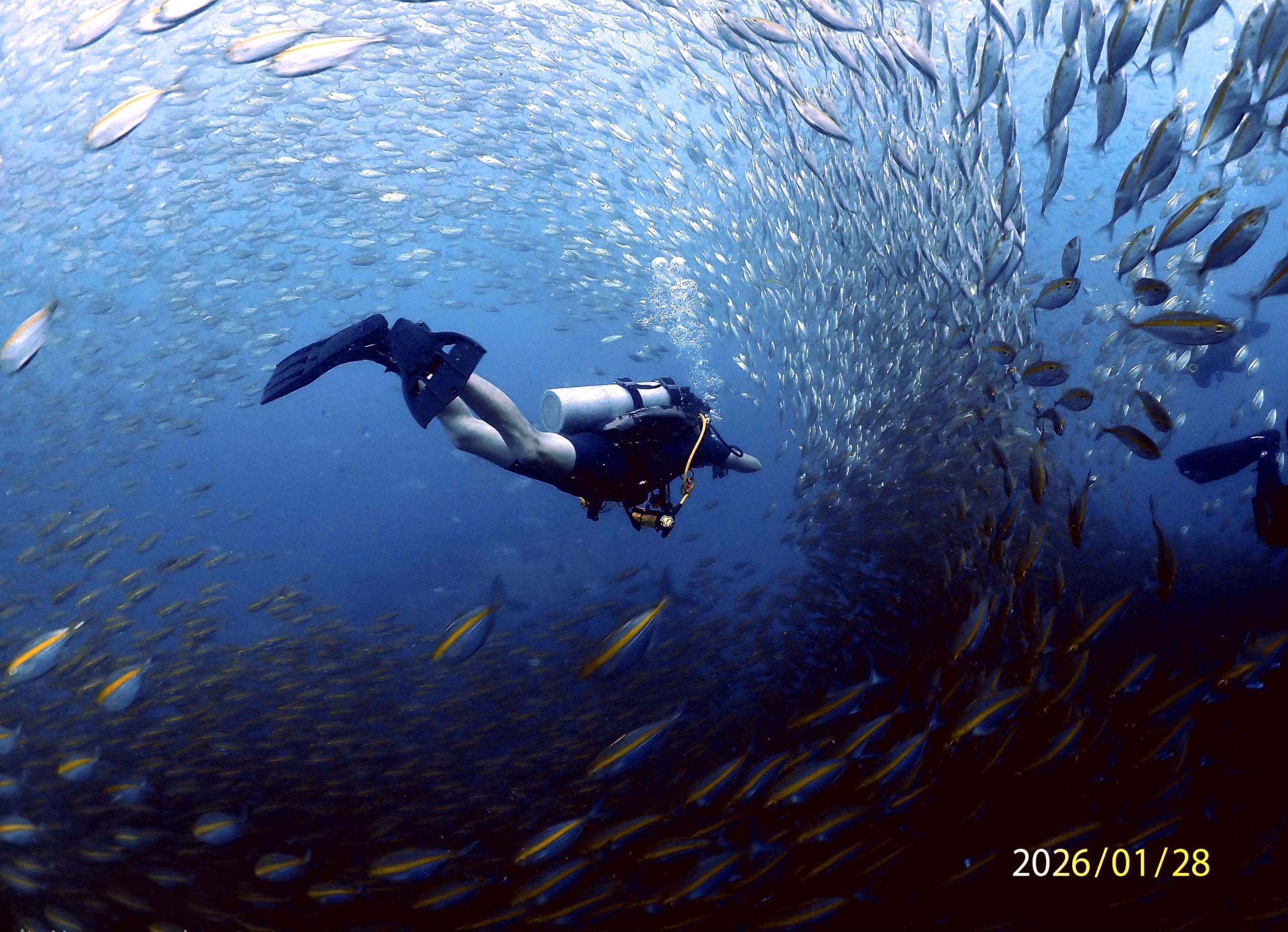 1769577932758 229898470(1) – Simple Life Divers Koh Tao