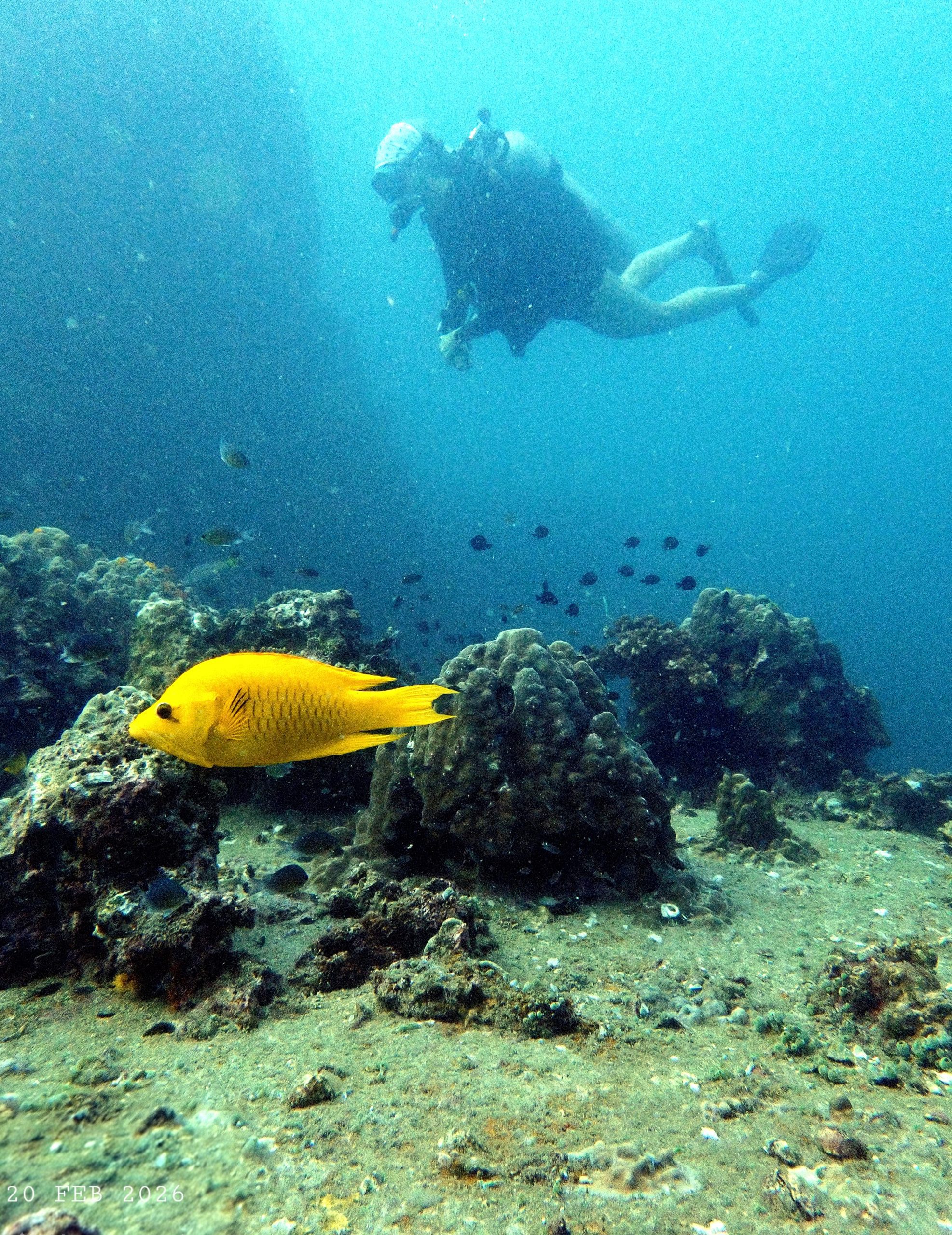 1771563243422 328340052(1)(1) – Simple Life Divers Koh Tao Thailand