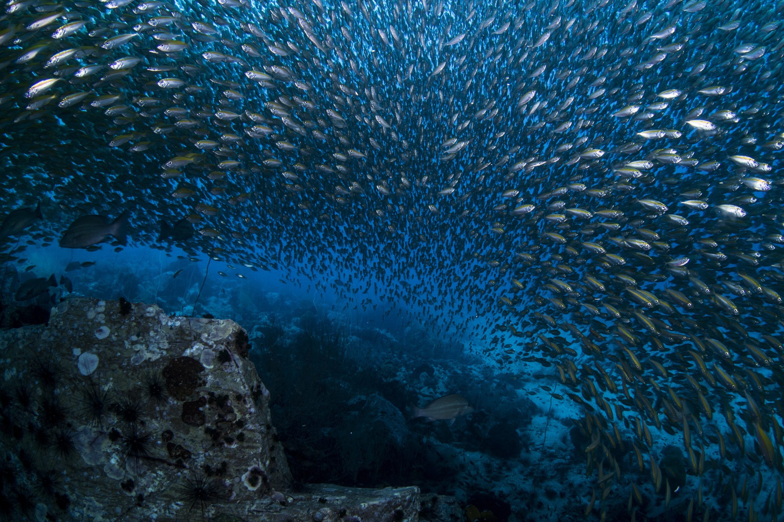 underwater, fish, sea, ocean, water, nature, desktop, swimming, reef, no person, marine, diving, Earth surface, color, wildlife, animal, tropical, coral, scuba, school in Koh Tao