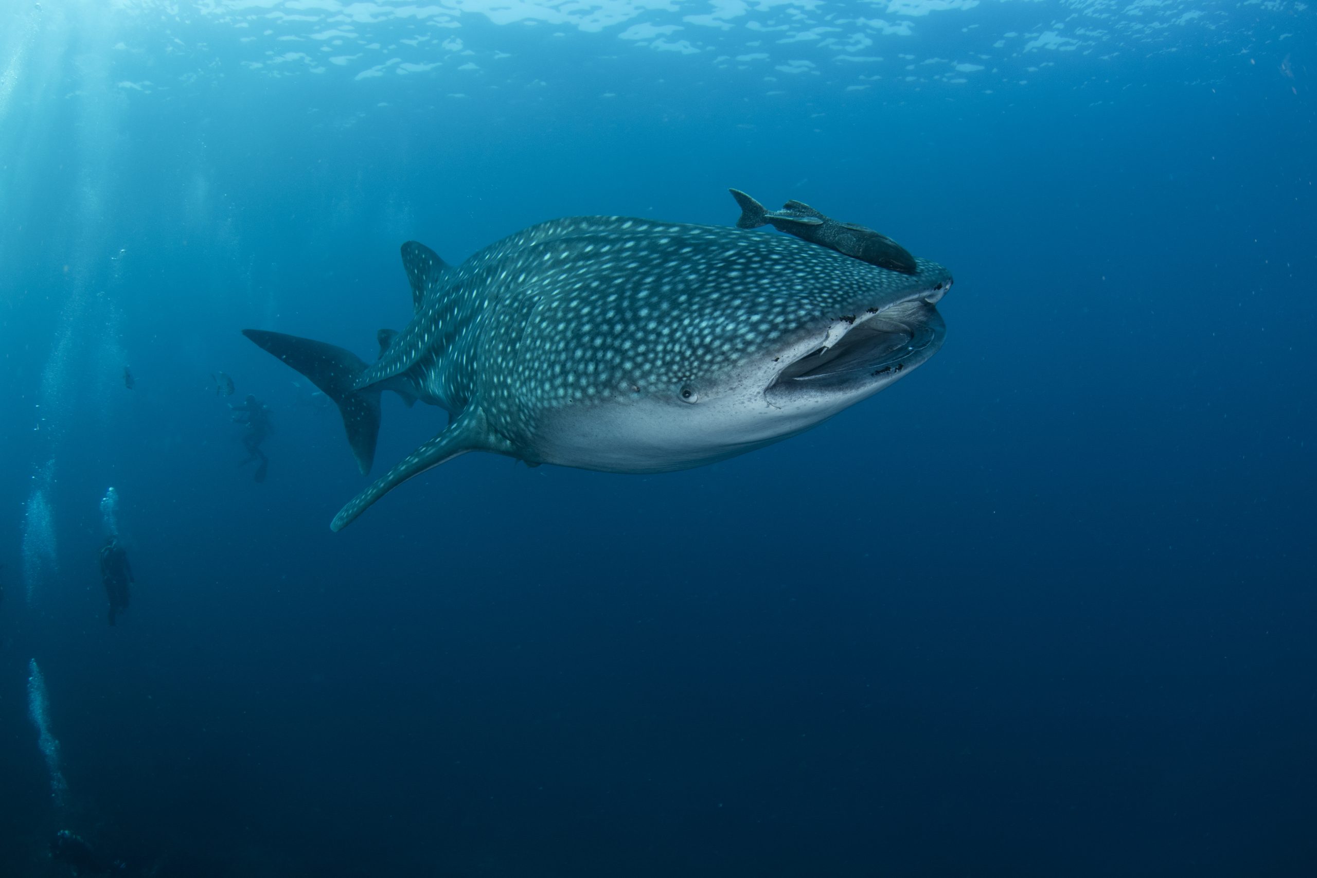 Sample ALT text for image