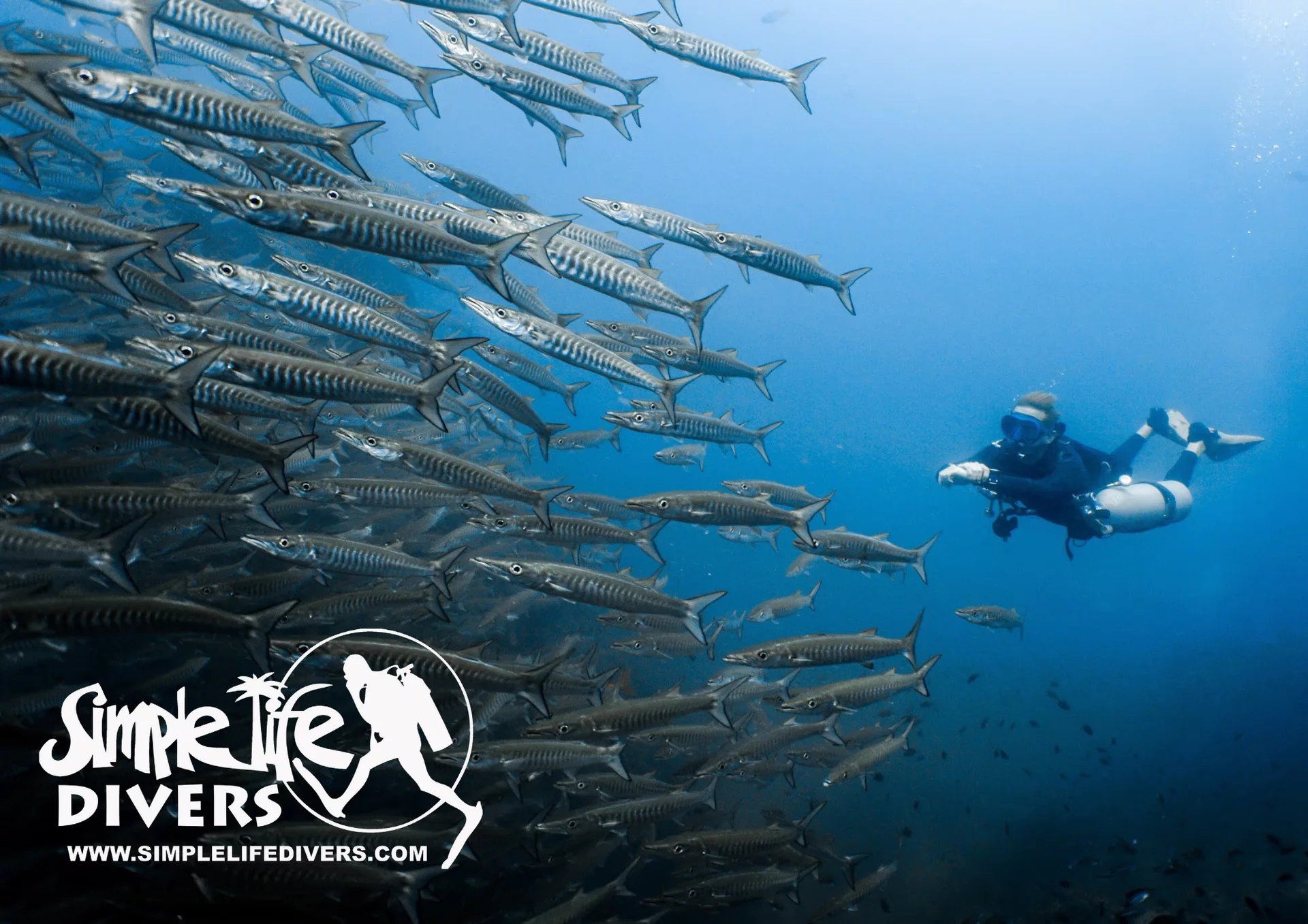 8140d37bcdd69af9031b425a1623d72c – Simple Life Divers Koh Tao Thailand