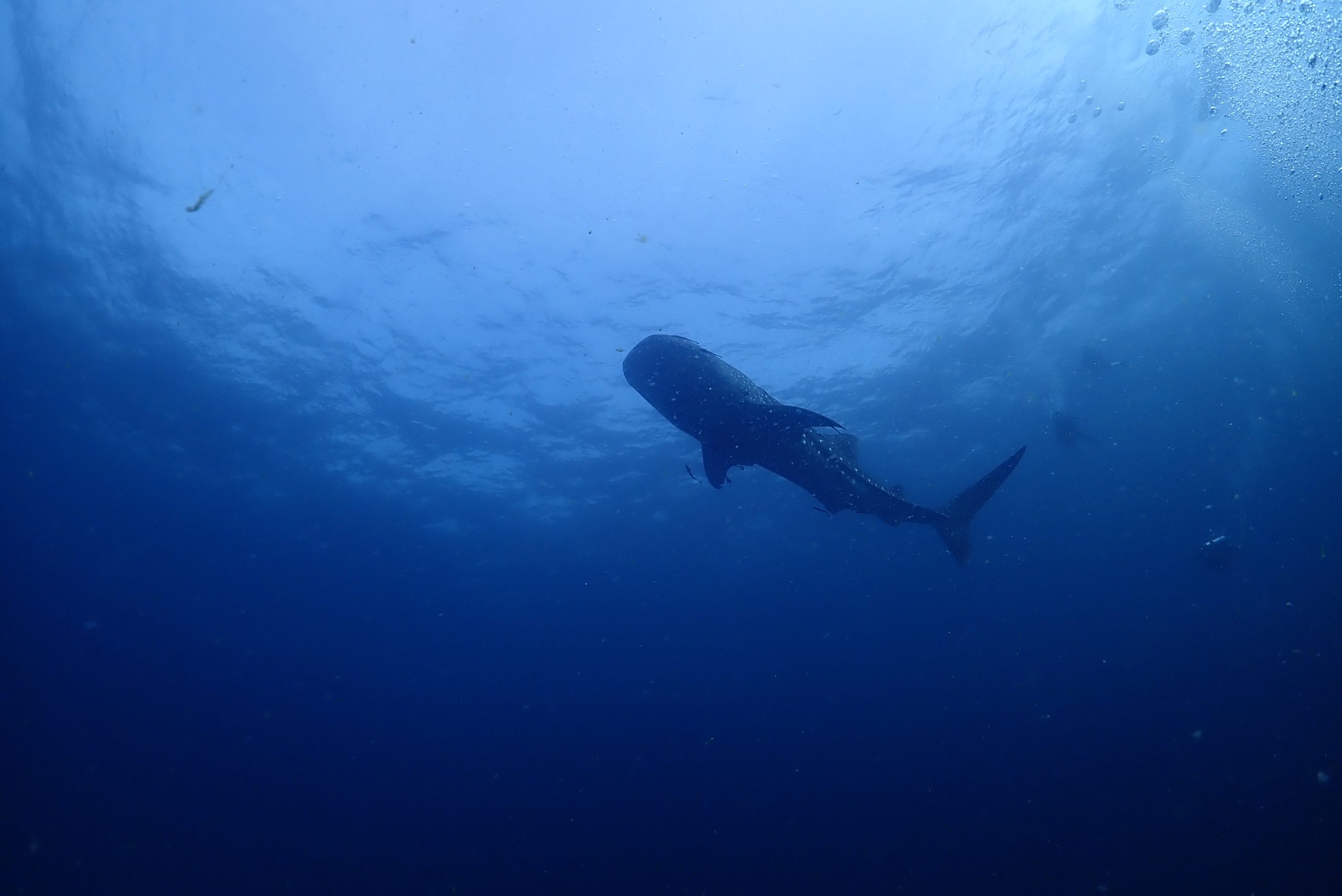 OLYMPUS DIGITAL CAMERA – Simple Life Divers Koh Tao Thailand