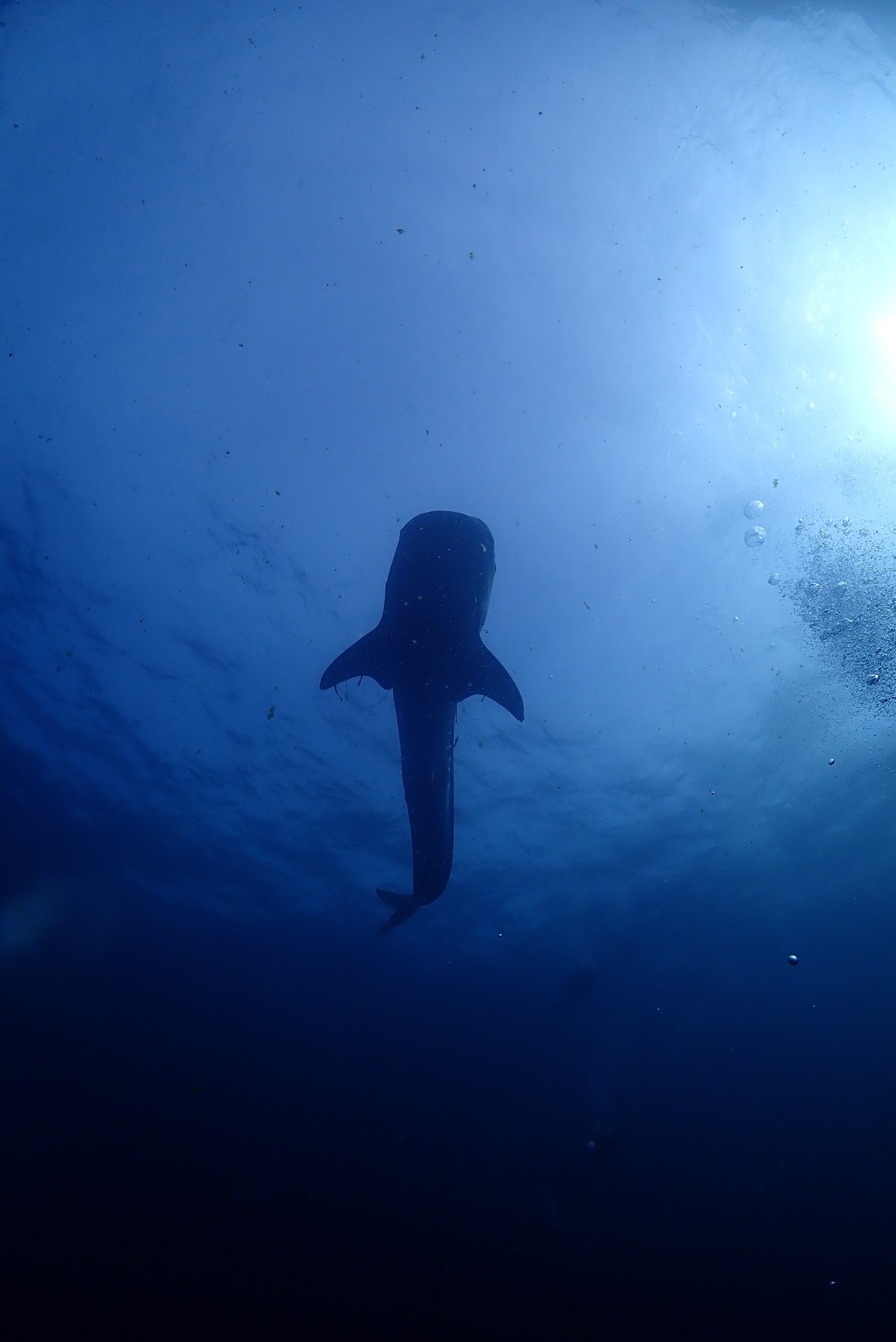 OLYMPUS DIGITAL CAMERA – Simple Life Divers Koh Tao Thailand