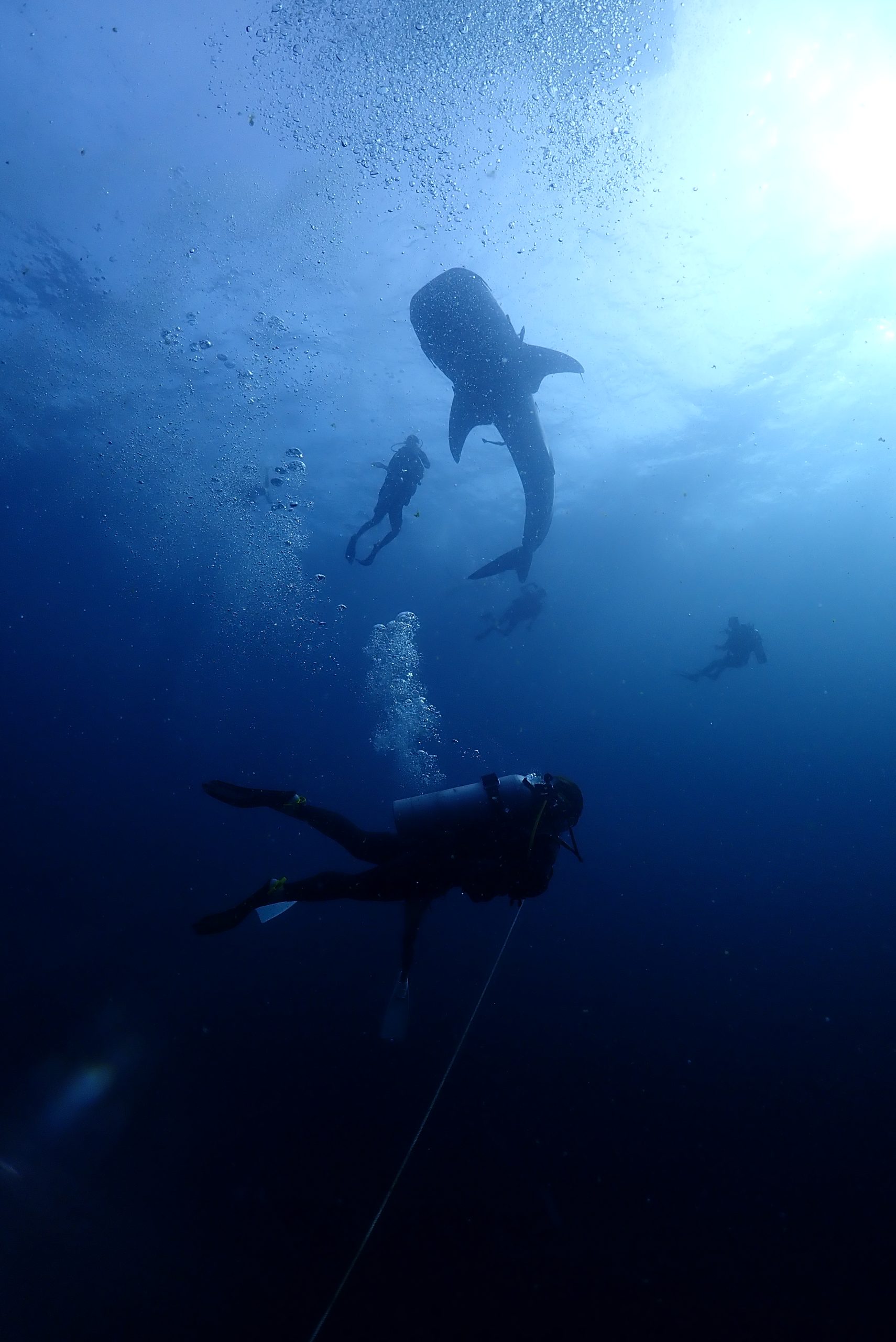 OLYMPUS DIGITAL CAMERA – Simple Life Divers Koh Tao Thailand