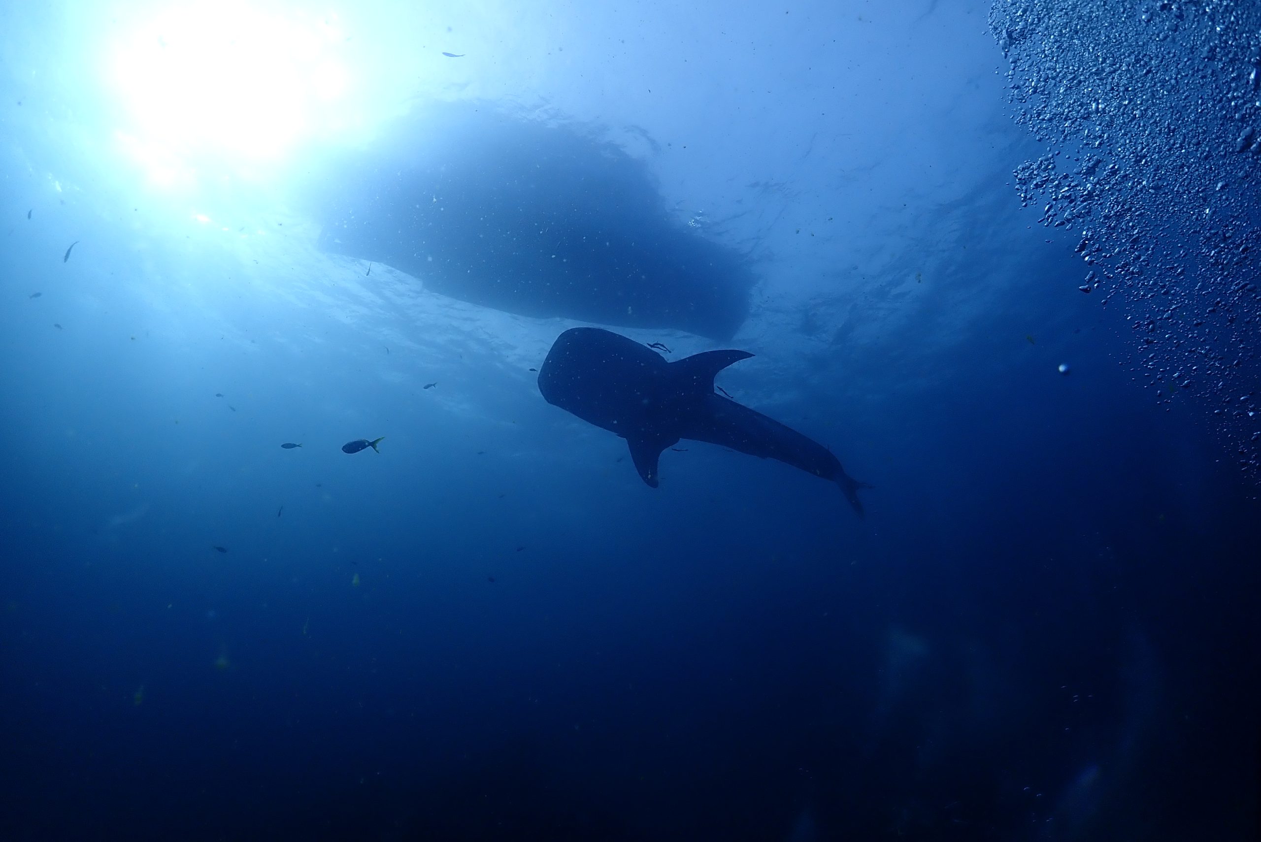 OLYMPUS DIGITAL CAMERA – Simple Life Divers Koh Tao Thailand