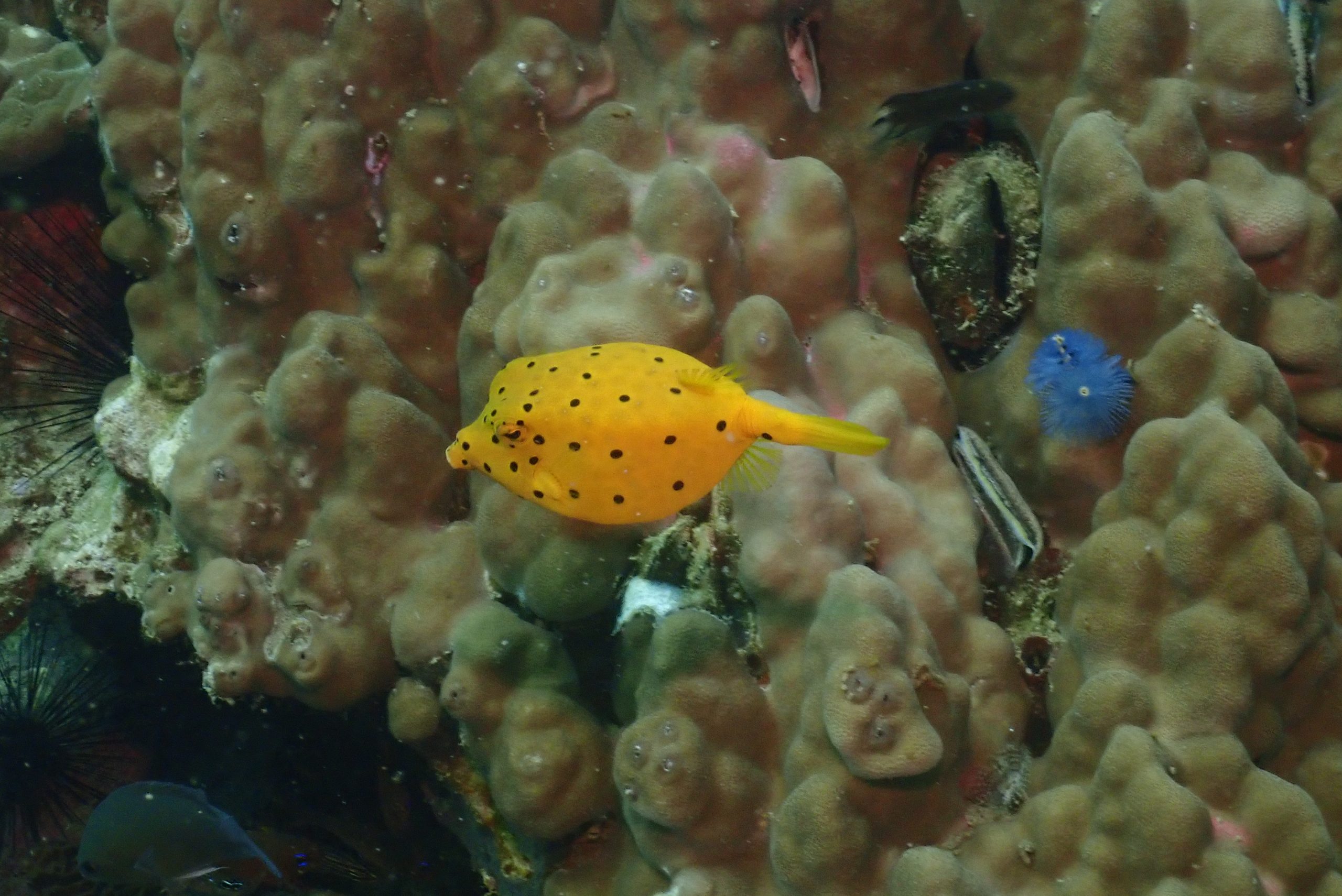 OLYMPUS DIGITAL CAMERA – Simple Life Divers Koh Tao Thailand