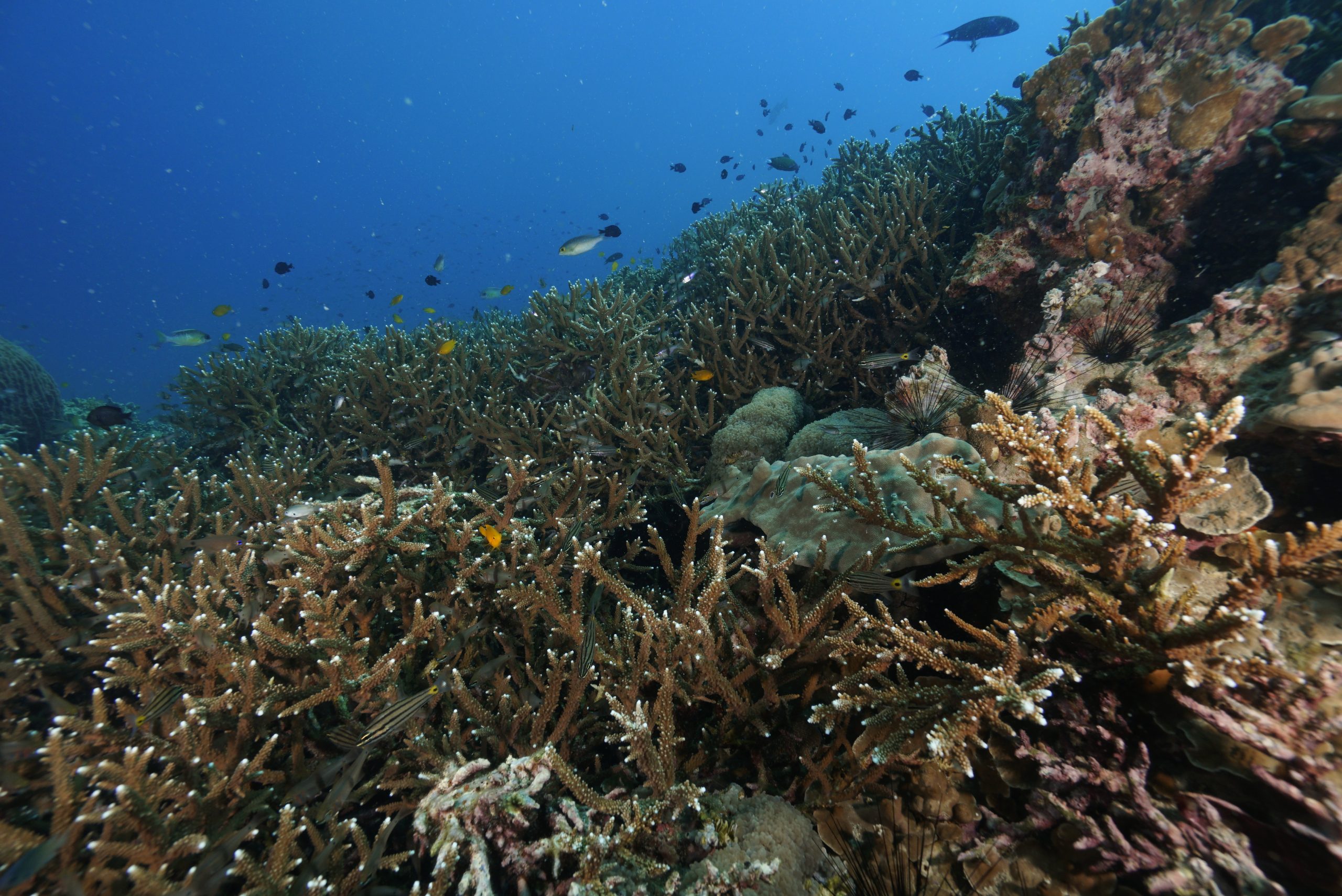 _DSC2878 – Simple Life Divers Koh Tao Thailand