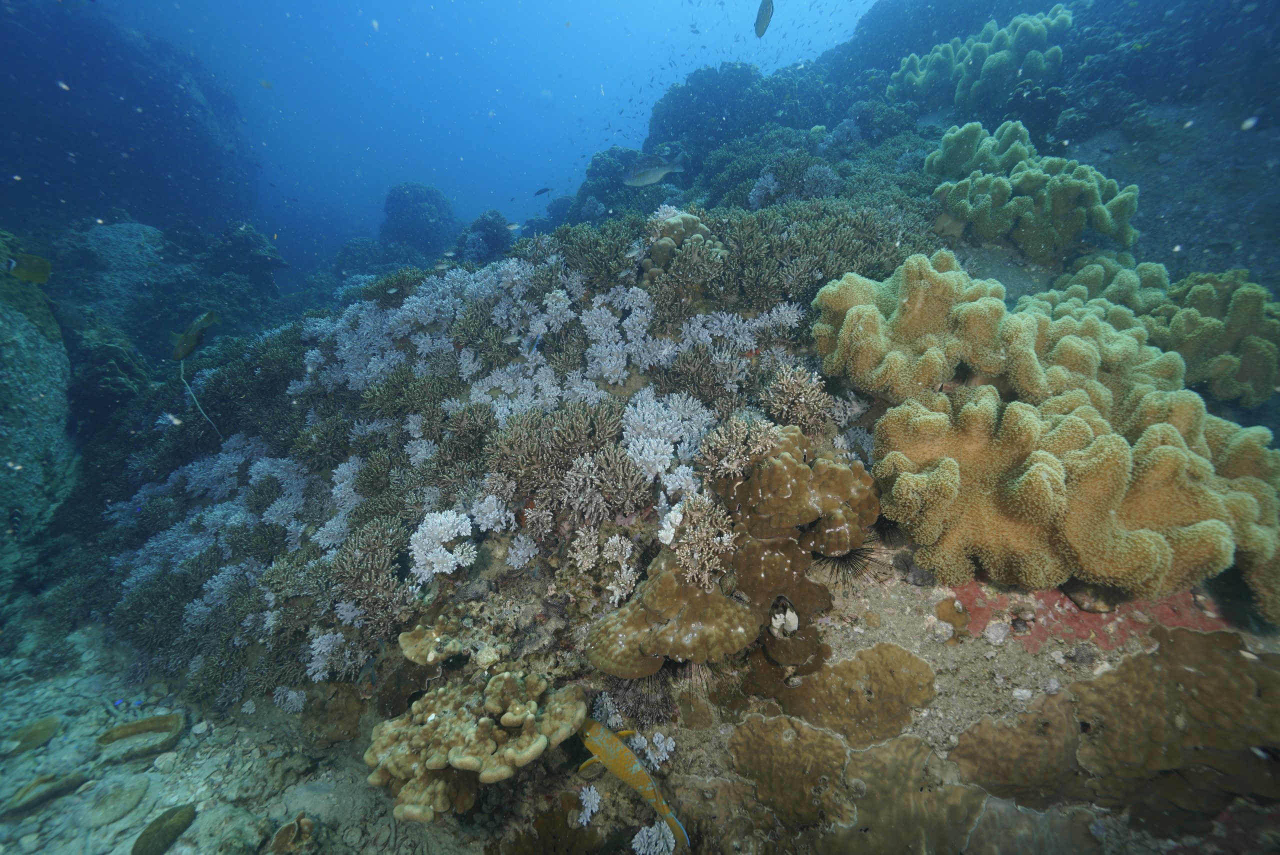 _DSC2885 – Simple Life Divers Koh Tao Thailand