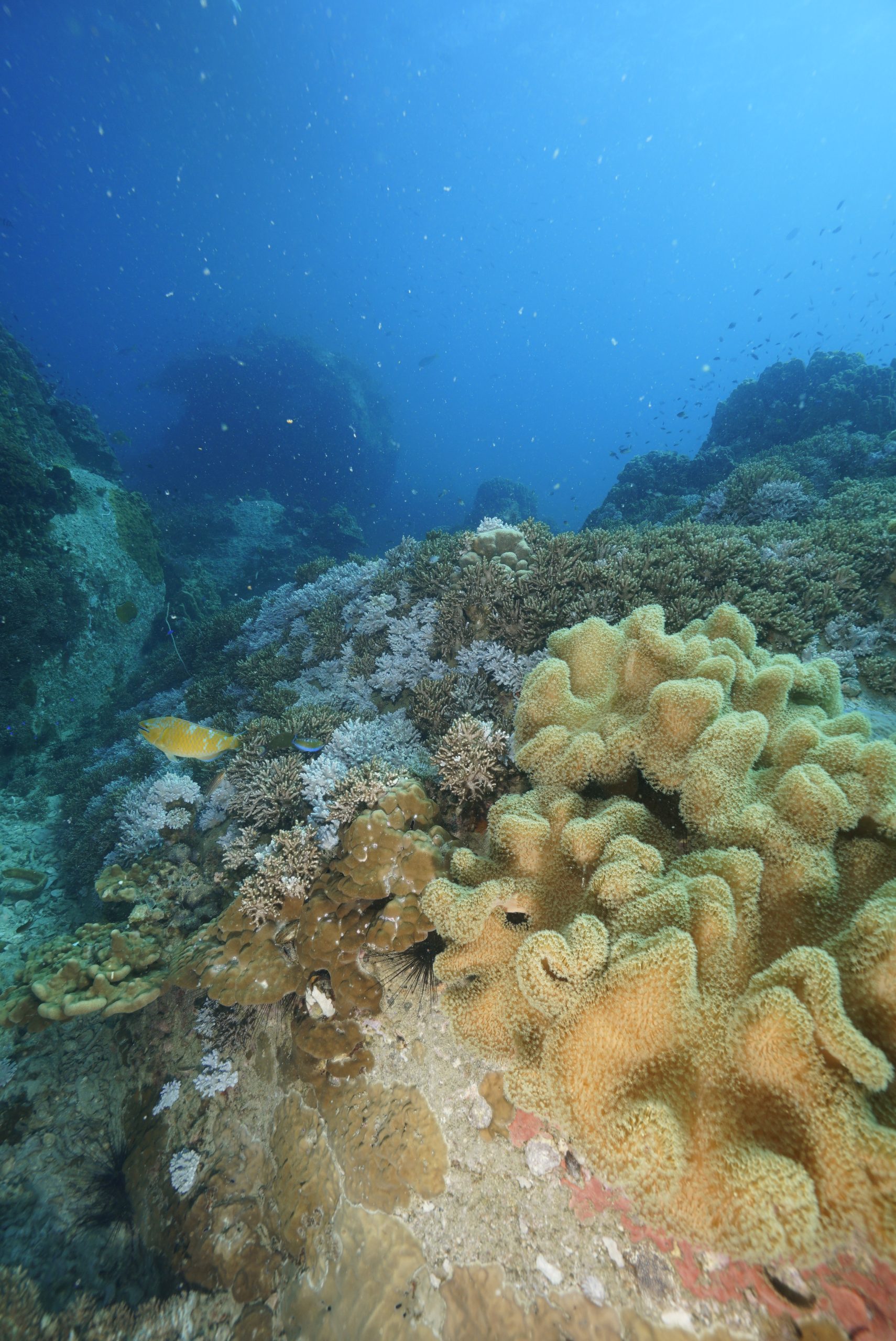 _DSC2886 – Simple Life Divers Koh Tao Thailand
