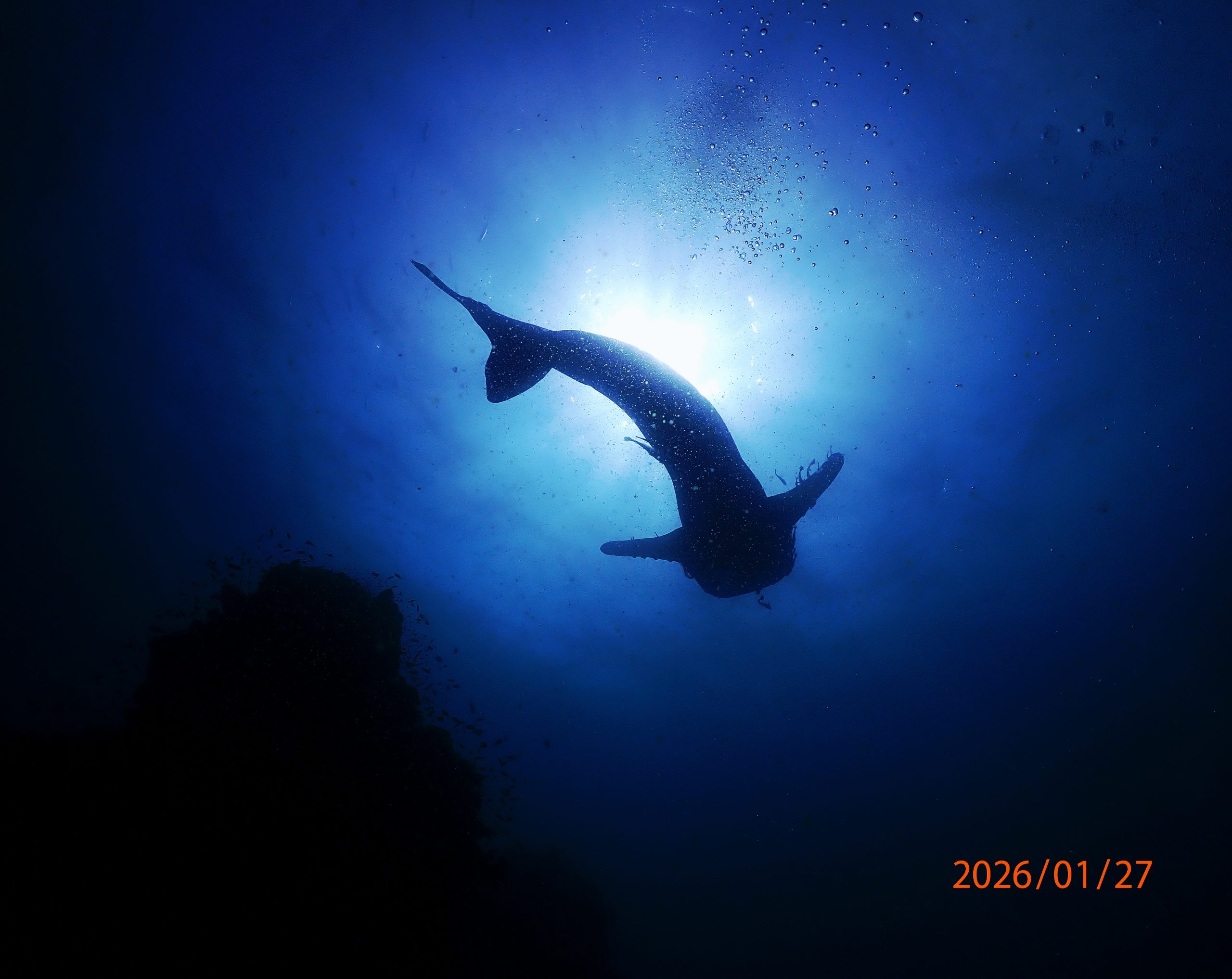 P1270625 – Simple Life Divers Koh Tao