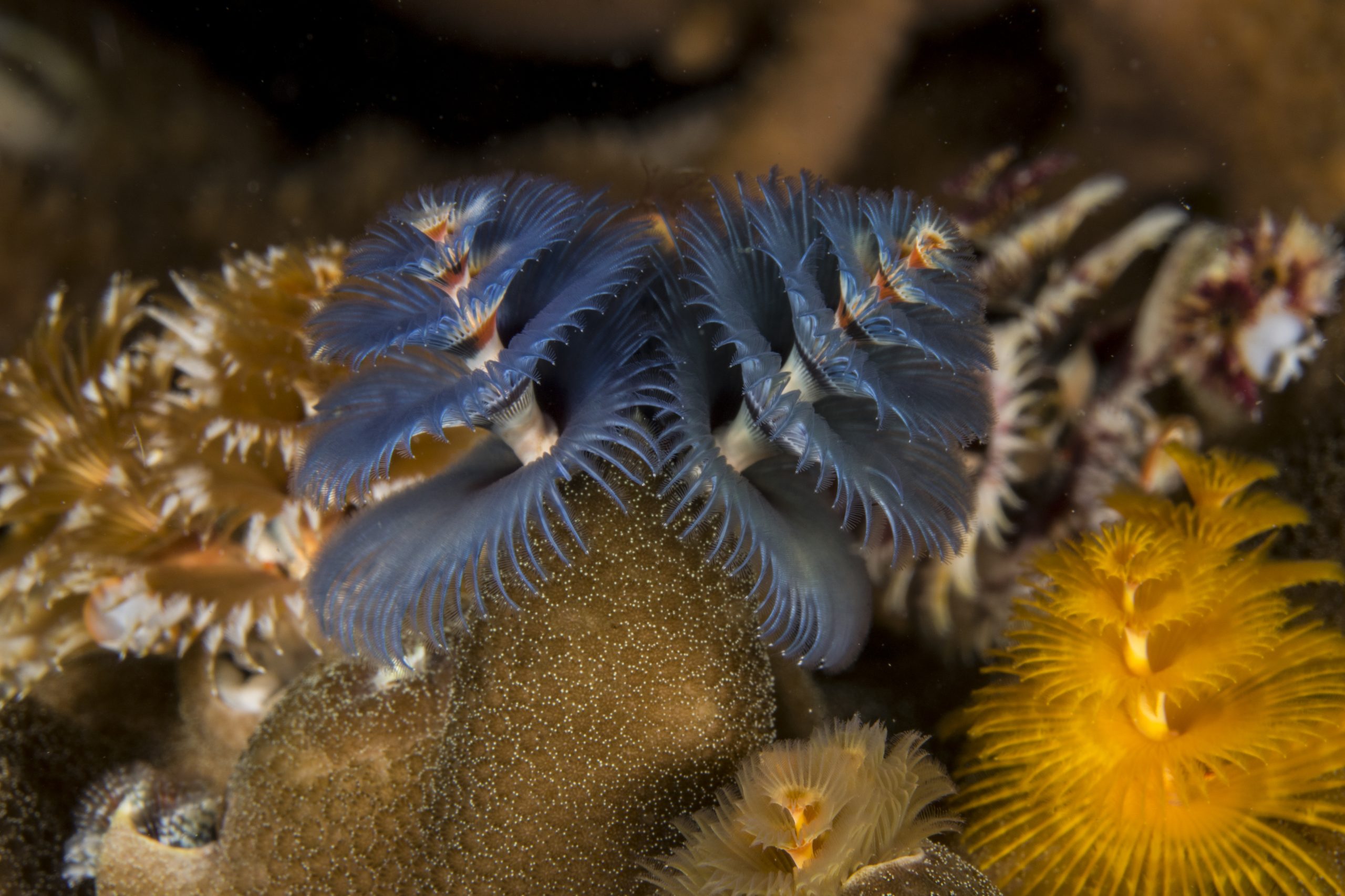 Christmas Tree Worms – Simple Life Divers Koh Tao Thailand
