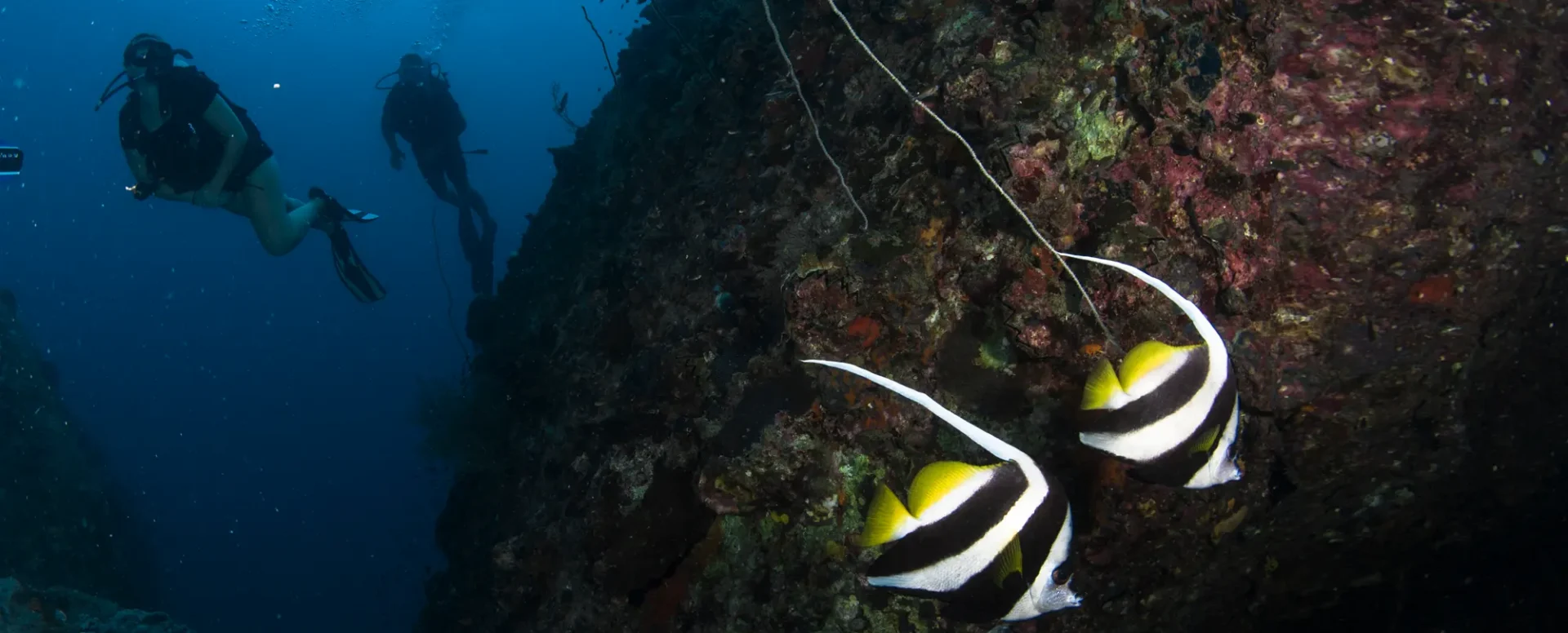 นักดำน้ำพบปลา Longfin Bannerfish ที่จุดดำน้ำ Southwest Pinnacle เกาะเต่า