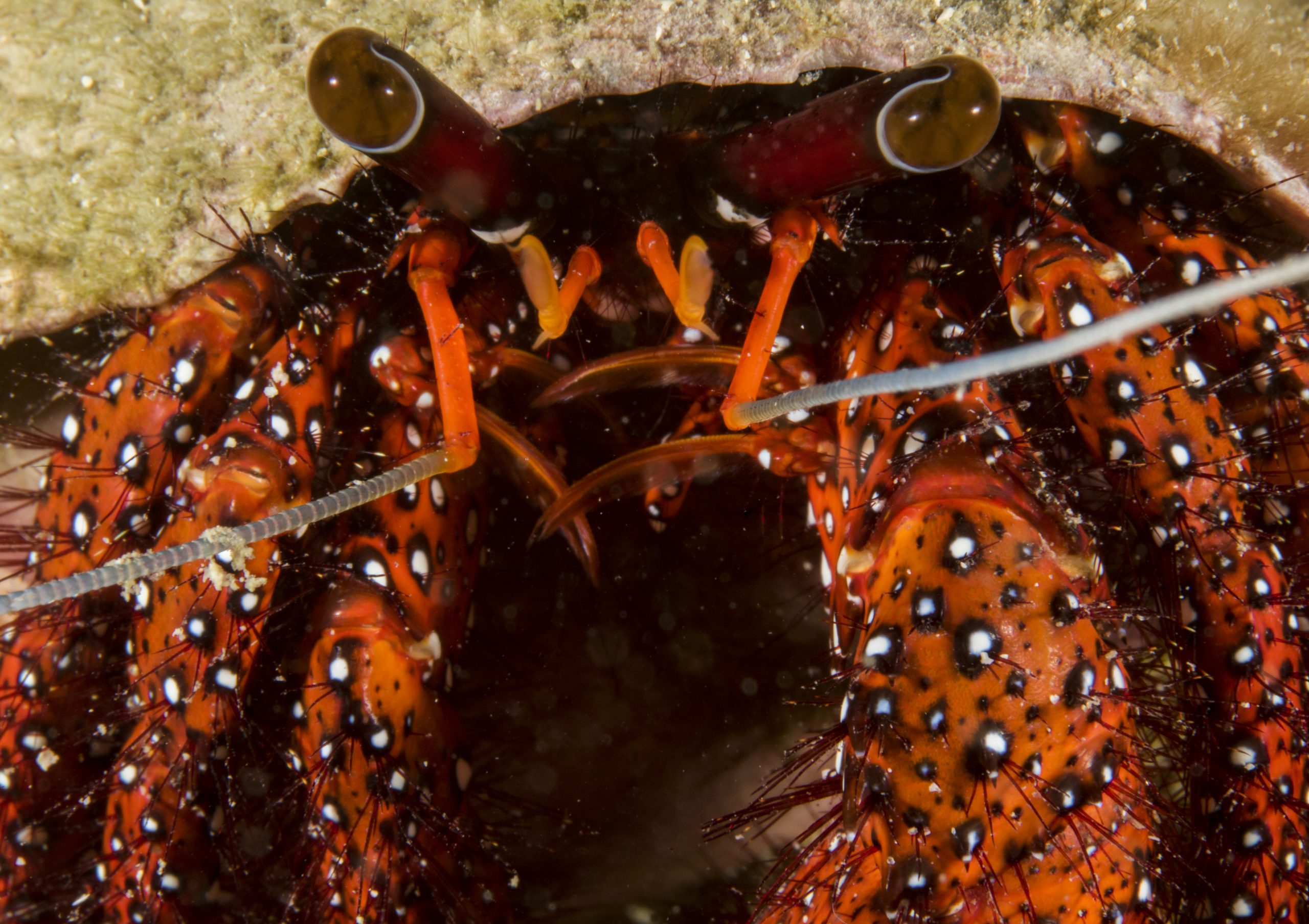 Hermit Crab – Simple Life Divers Koh Tao Thailand