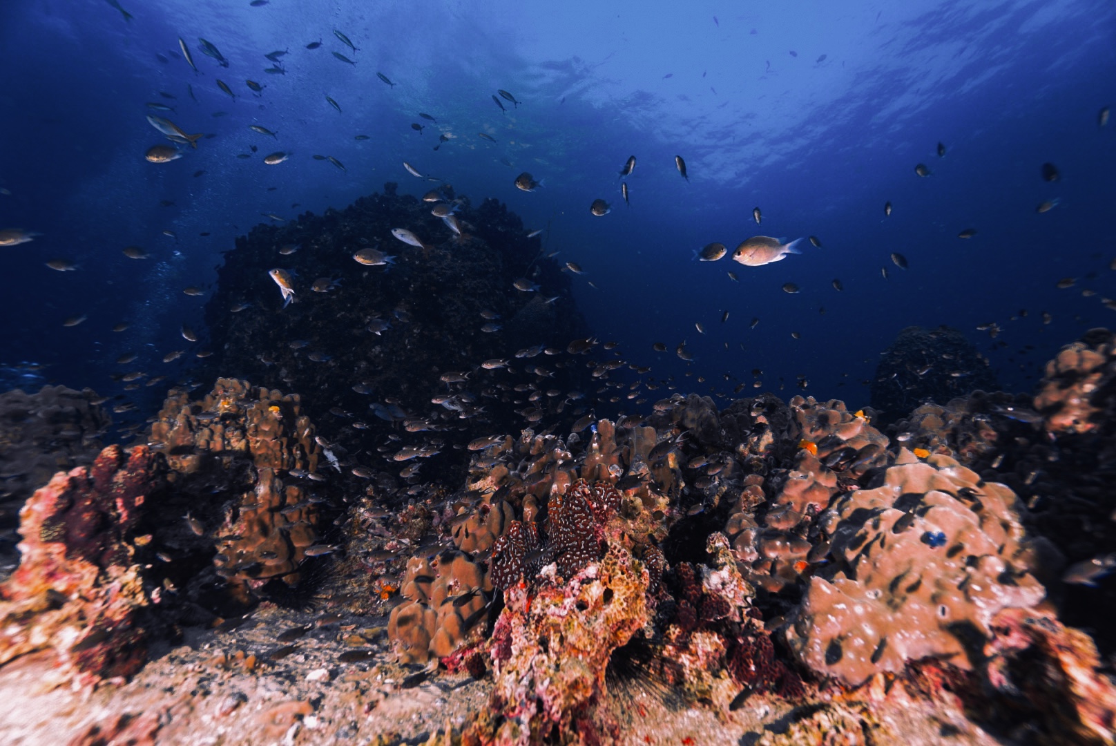 Coral – Simple Life Divers Koh Tao Thailand