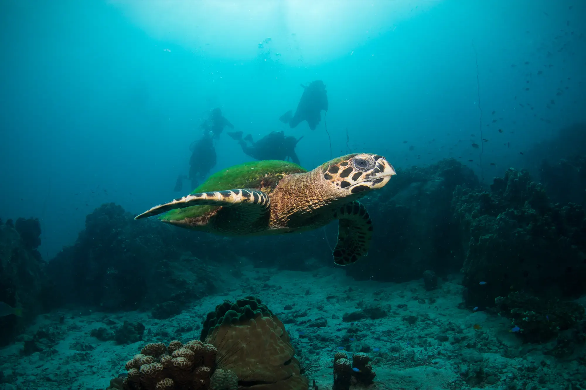 เต่ากระพร้อมนักเรียน PADI Scuba Diver ฝึกดำน้ำอยู่ด้านหลัง