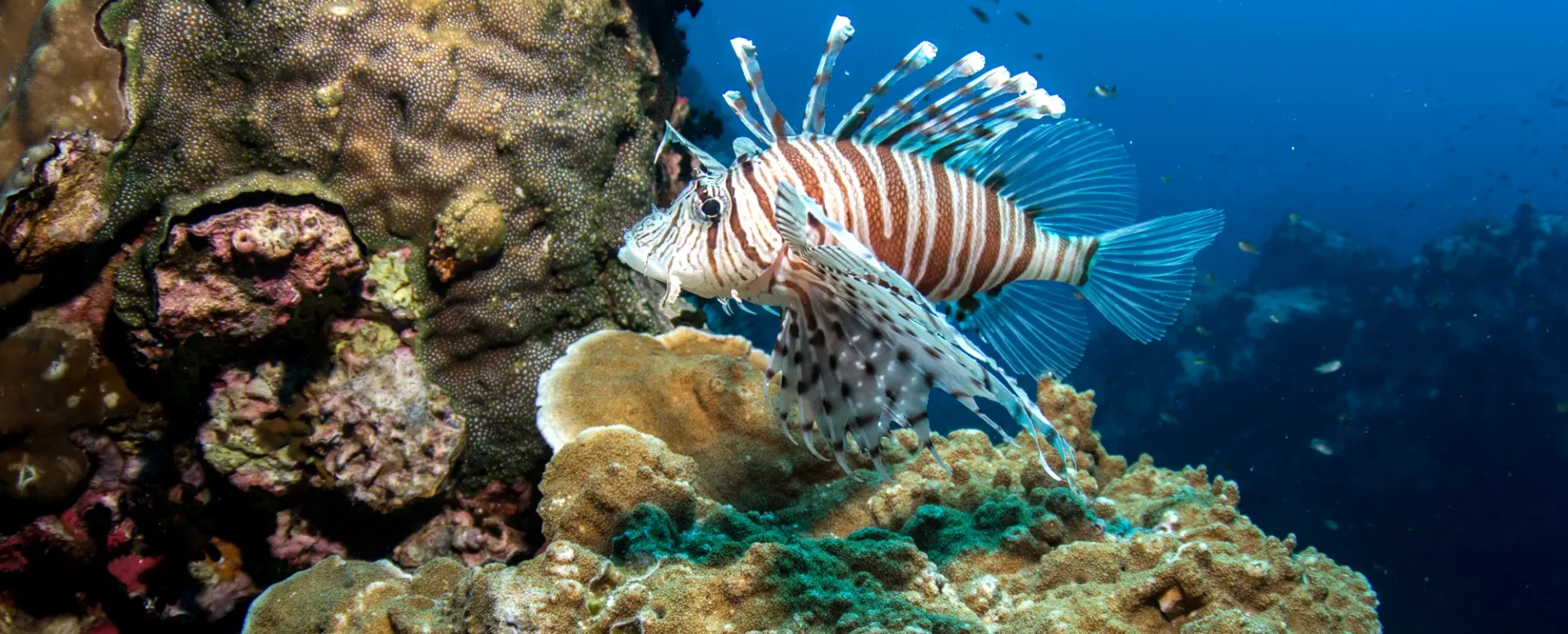ปลาสิงโตที่จุดดำน้ำ Chumphon Pinnacle เกาะเต่า