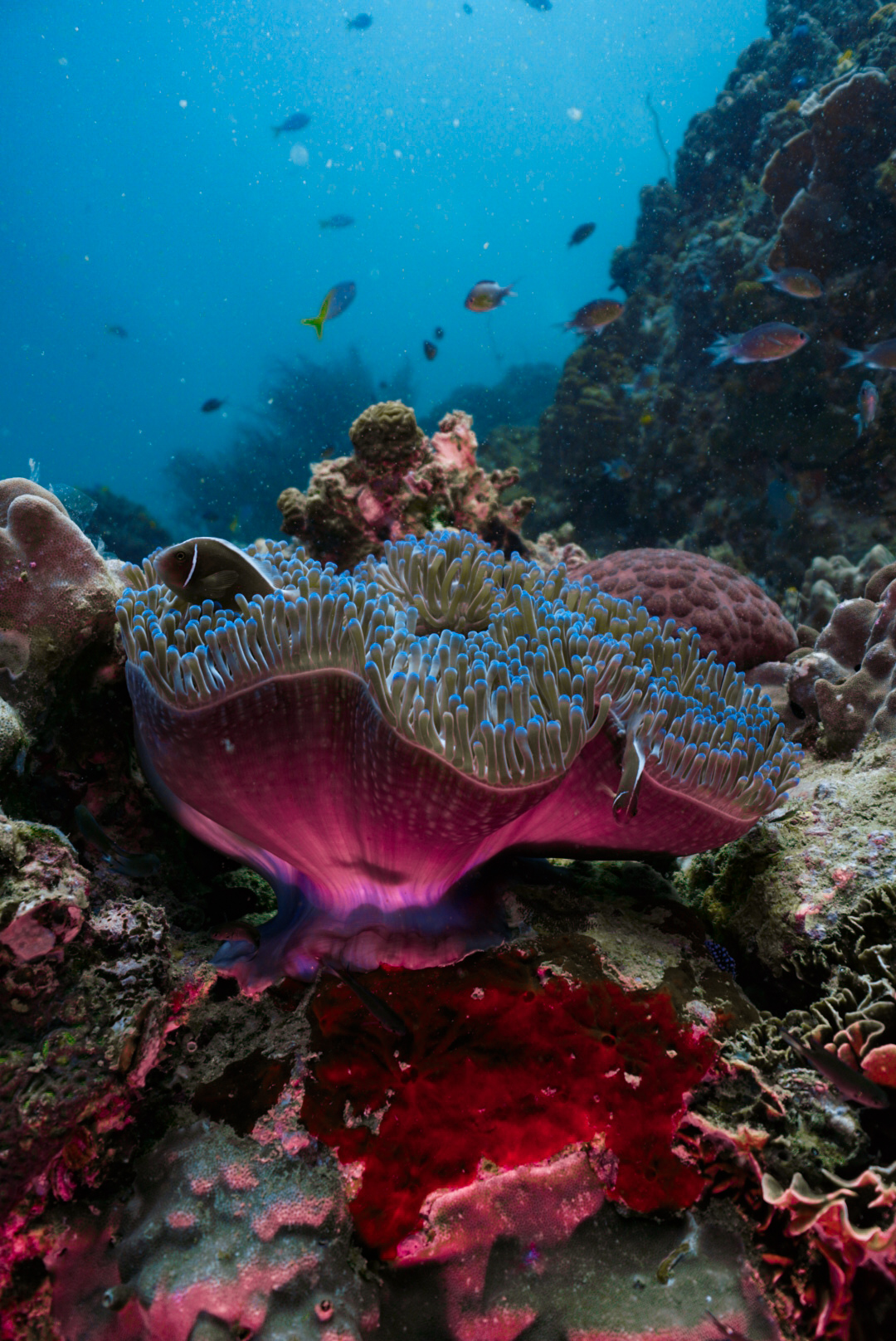 Pink Anemone – Simple Life Divers Koh Tao Thailand