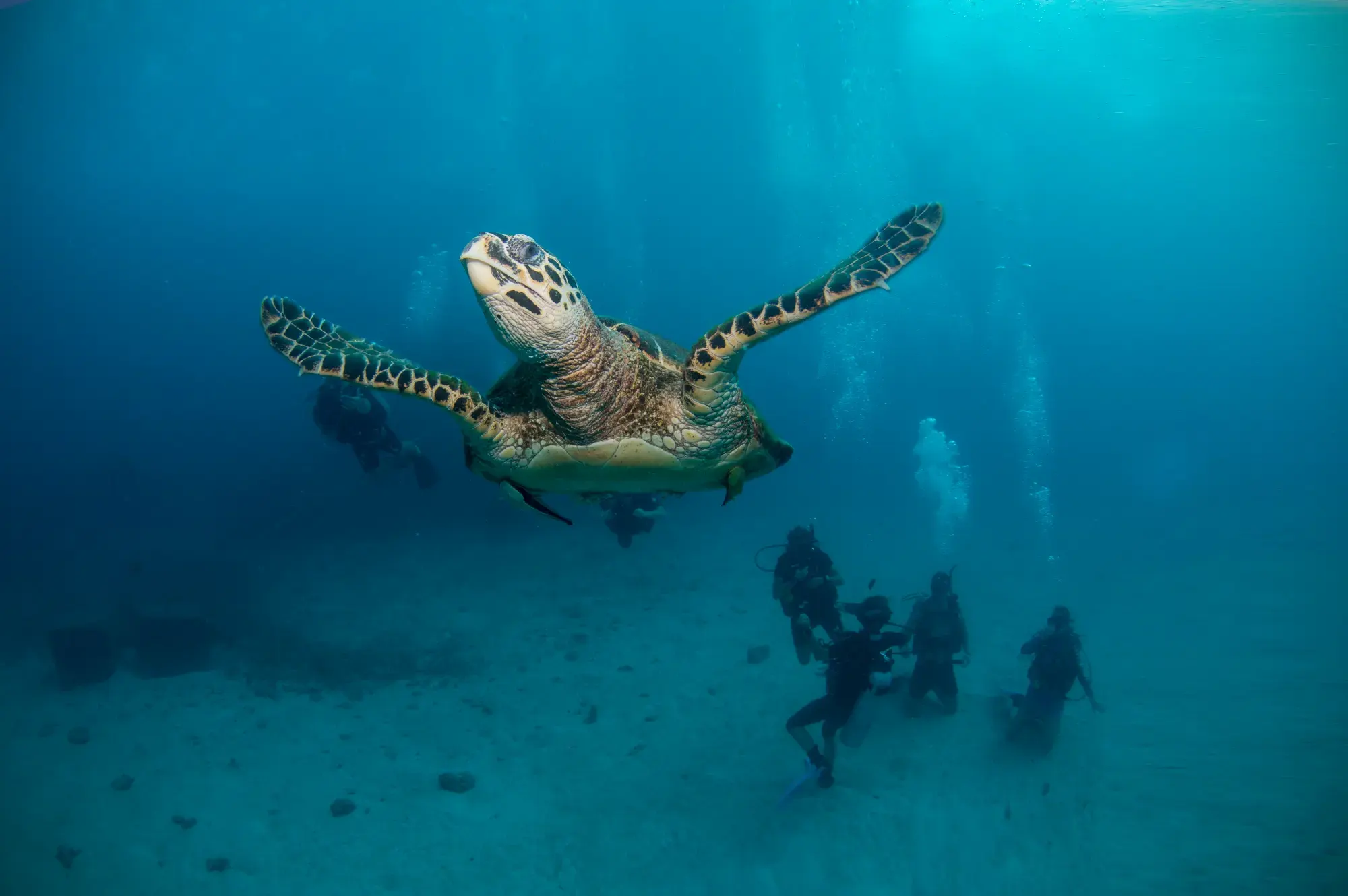 เต่ากระพร้อมนักดำน้ำที่กำลังฝึก PADI ReActivate ที่เกาะเต่า