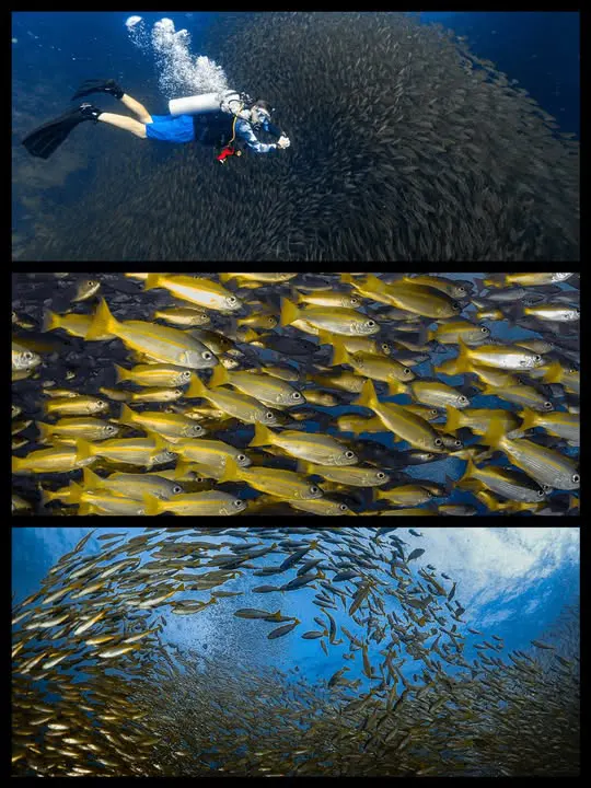 Schools Of Fish – Simple Life Divers Koh Tao Thailand