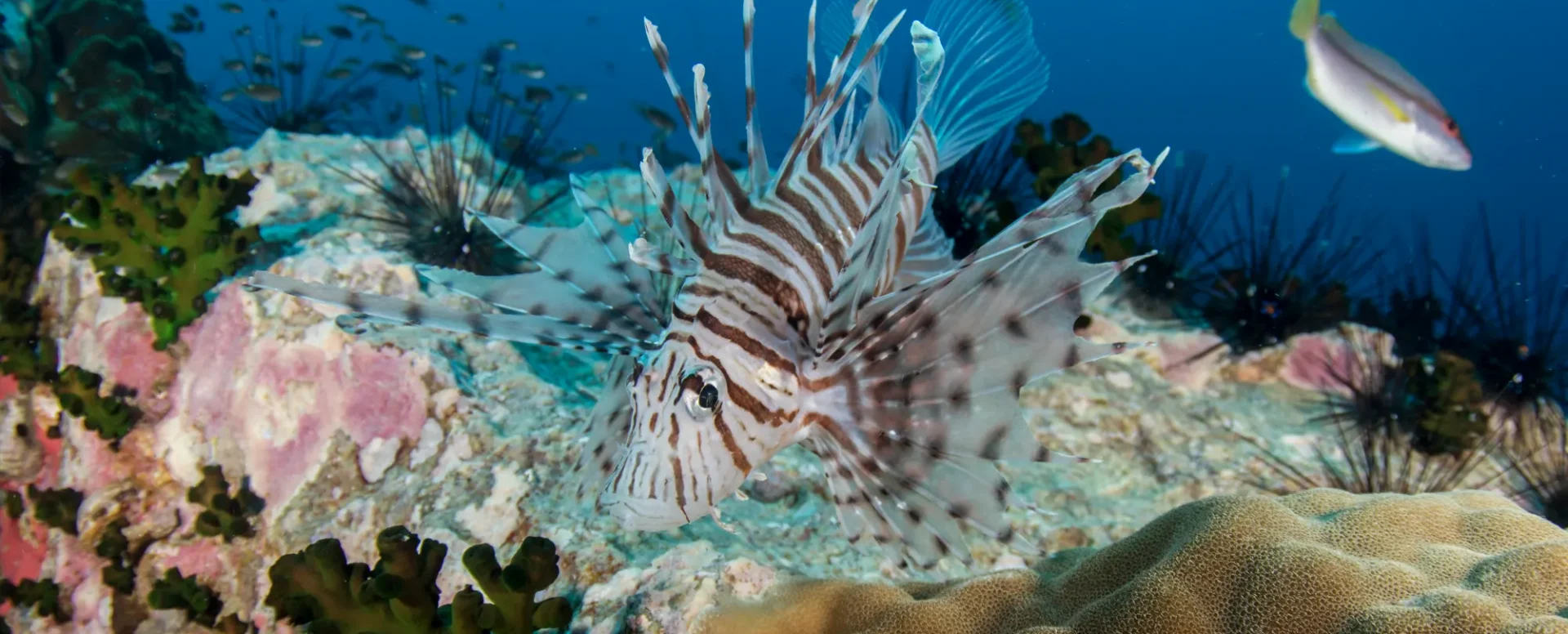 ปลาสิงโตที่จุดดำน้ำ Chumphon Pinnacle เกาะเต่า