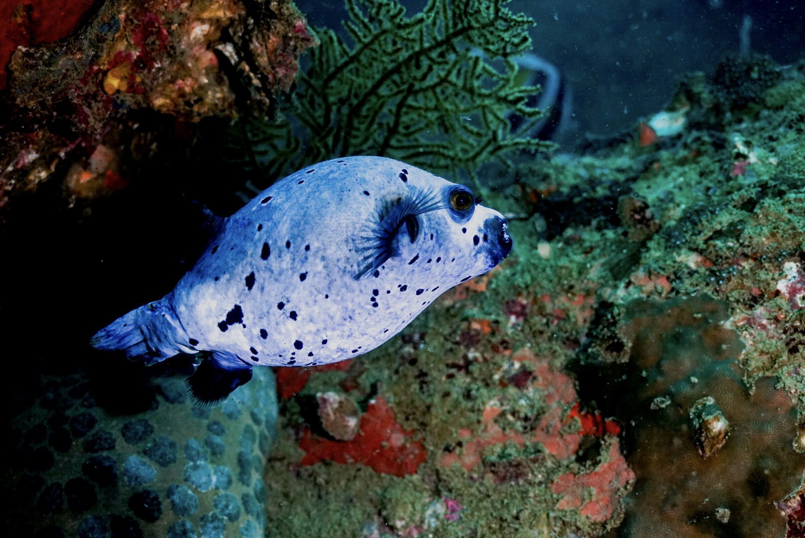 Seal Faced Pufferfish – Simple Life Divers Koh Tao Thailand