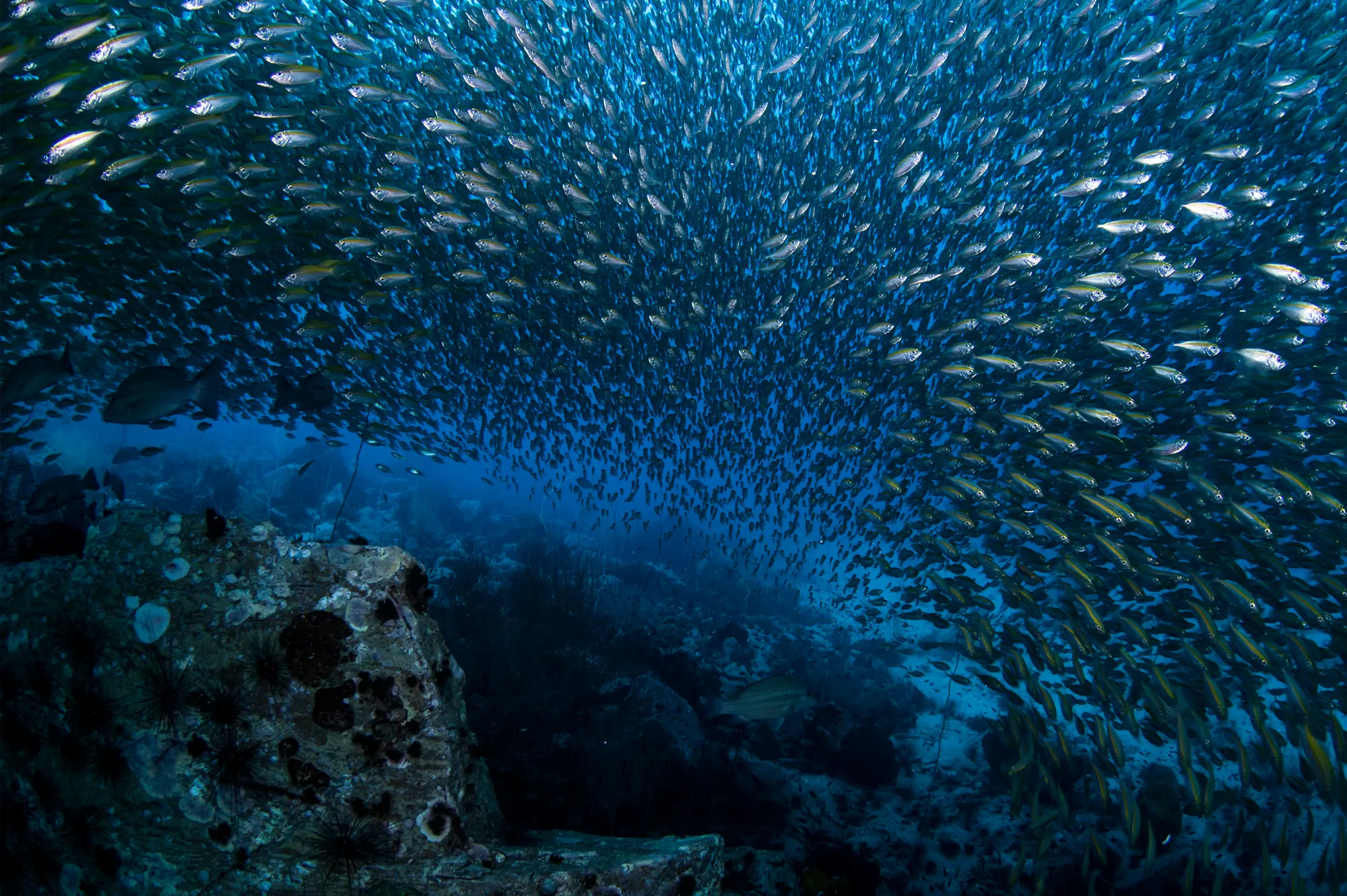การดำน้ำที่จุดดำน้ำ Chumphon Pinnacle เกาะเต่า